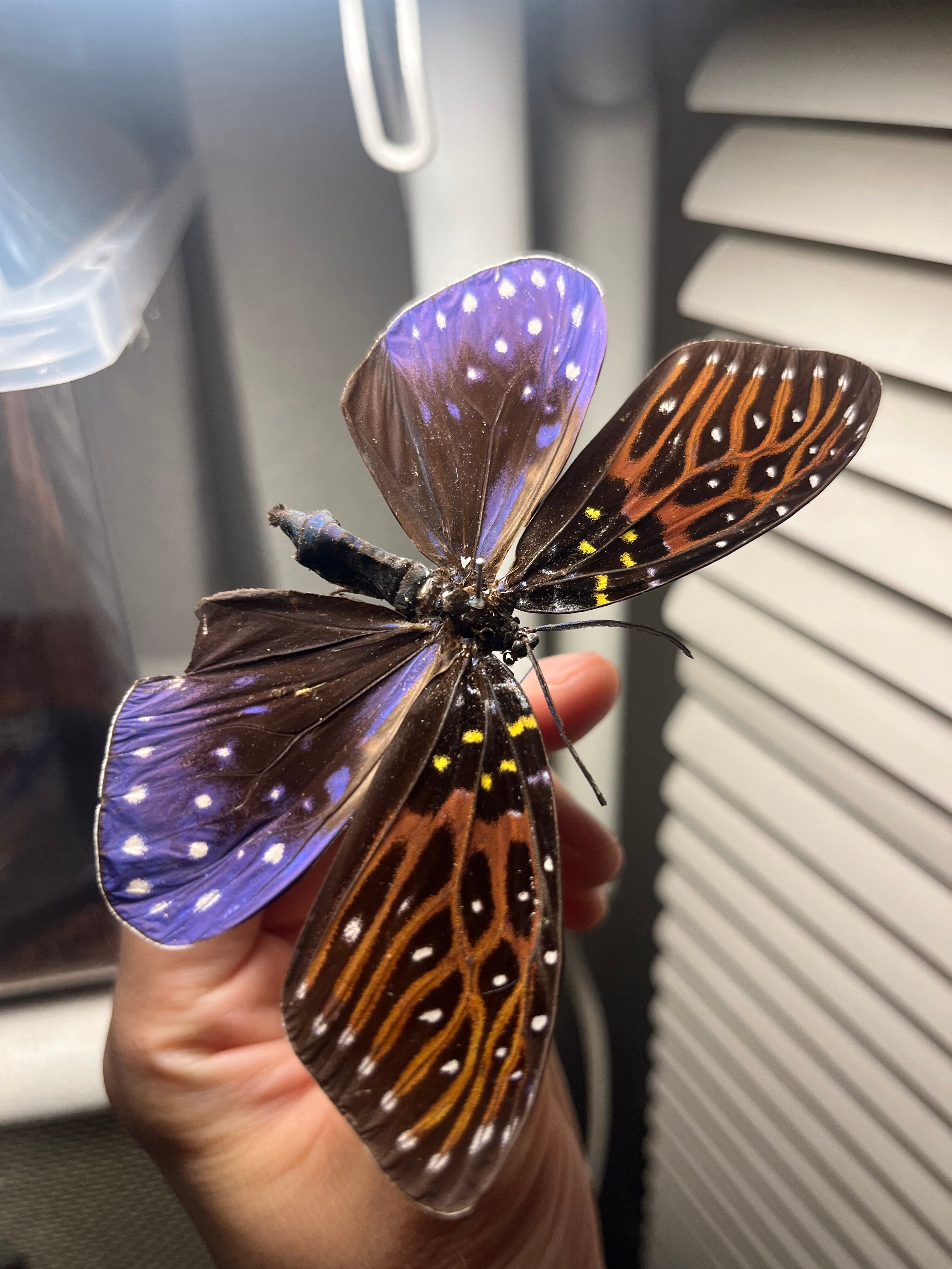 キボシルリニシキ Amesia sanguifluaマダラガ モルフォ蝶 蛾ピカソモス