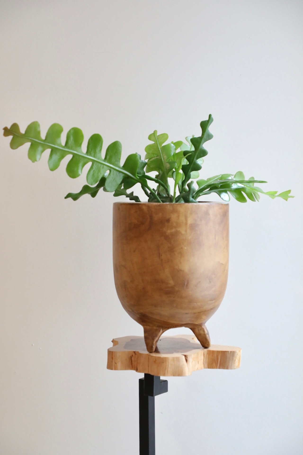 【M】フィッシュボーンカクタス/Fishbone cactus　※ウッドポット付き