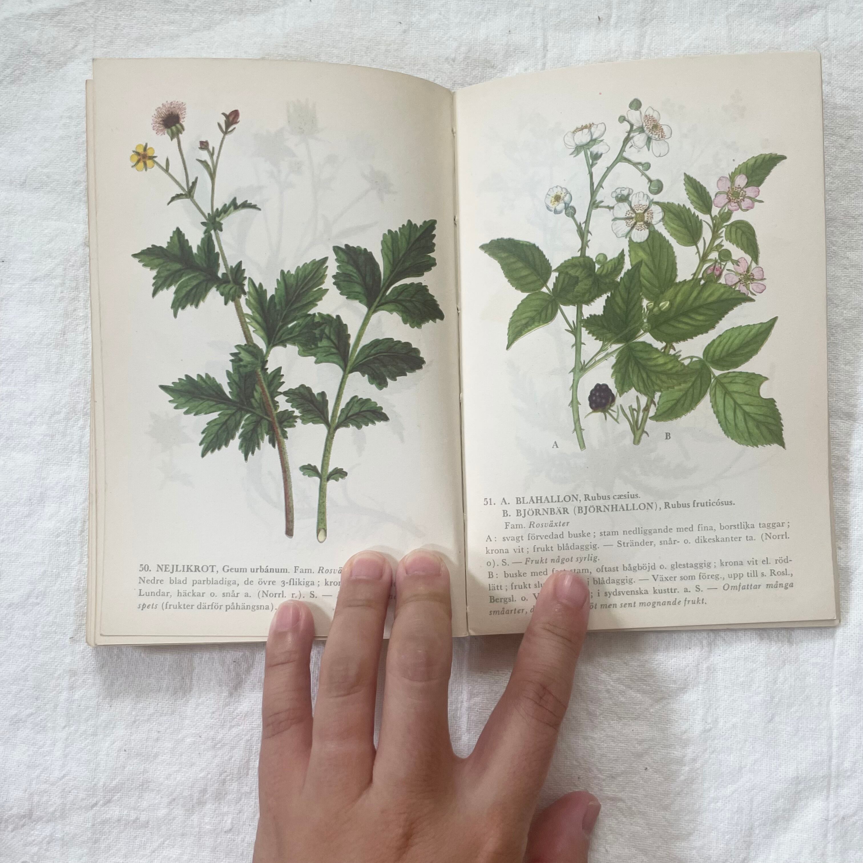 スウェーデンの花図鑑