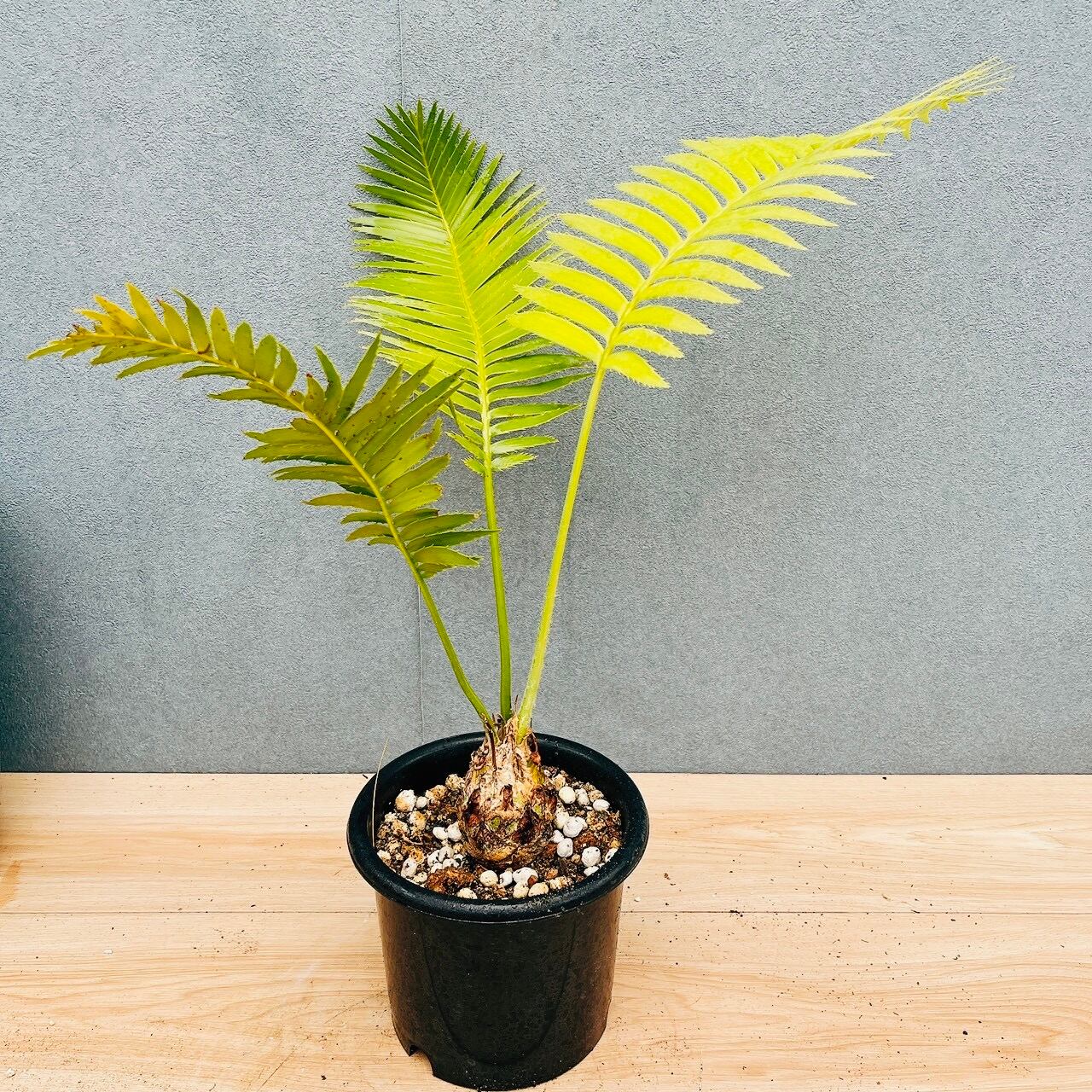 現品］【希少】34番 ディオーン スピヌロスム 5号 観葉植物 レア