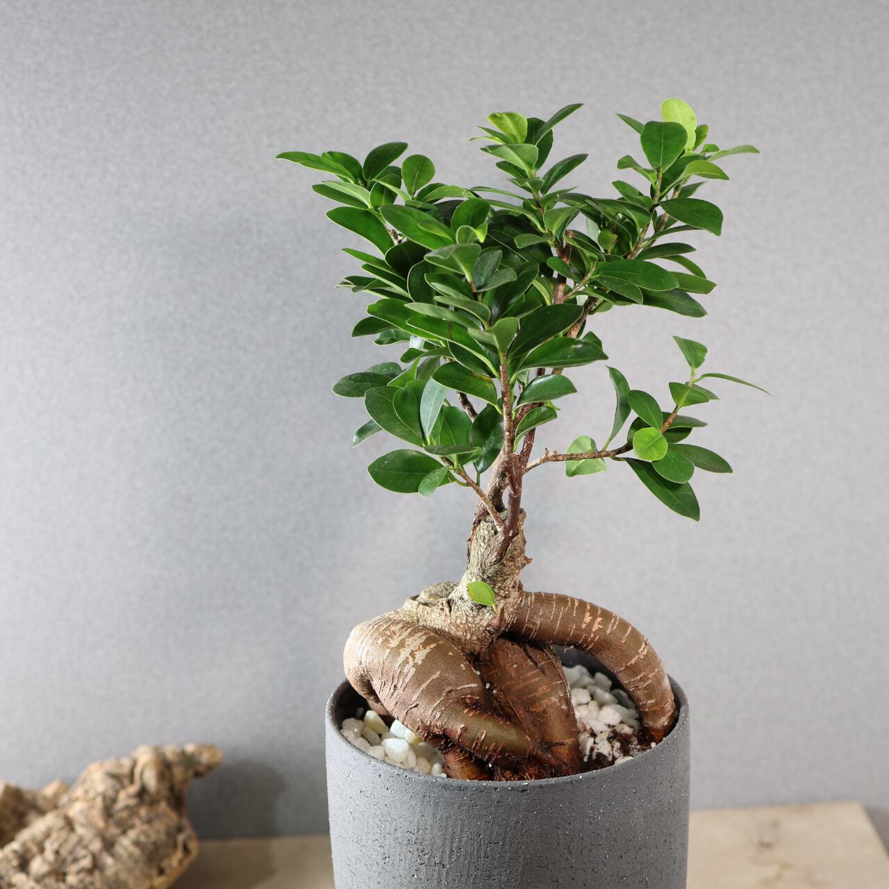513『ガジュマル陶器鉢』観葉植物【送料無料】 | MARX PLANTS | 観葉