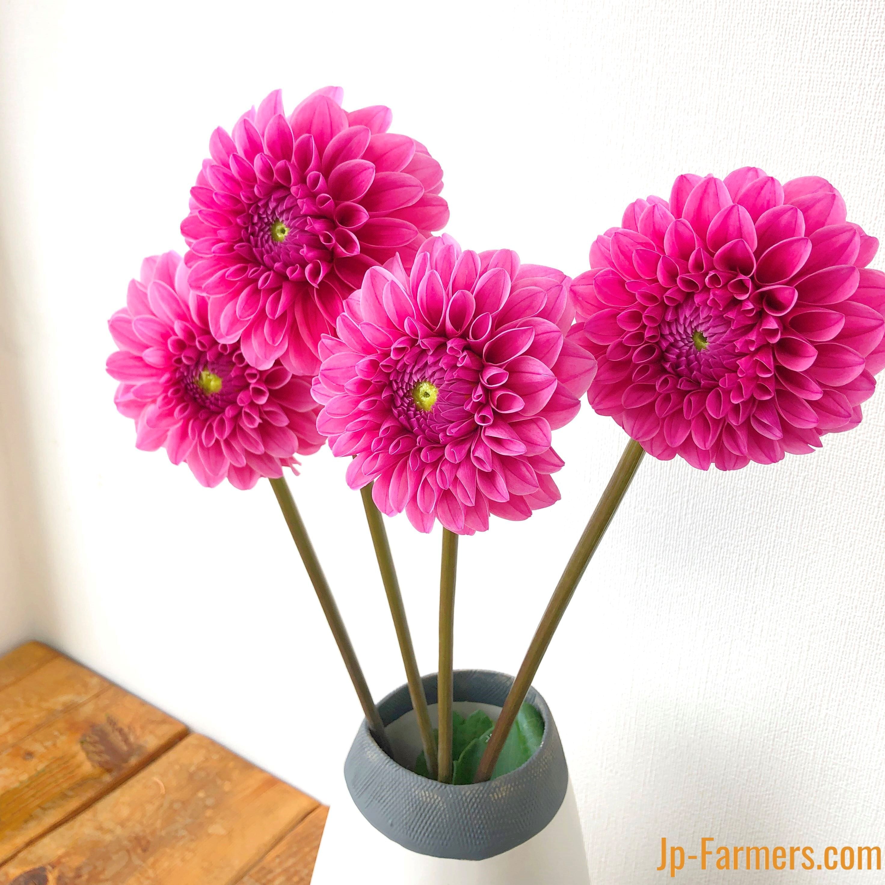 薔薇生花 みっちゃん みんなが出合いたがっている薔薇 ウエストミンスターアビー！ 神田ばら