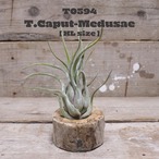 【送料無料】カプトメデューサエXL 〔エアプランツ〕現品発送T0594