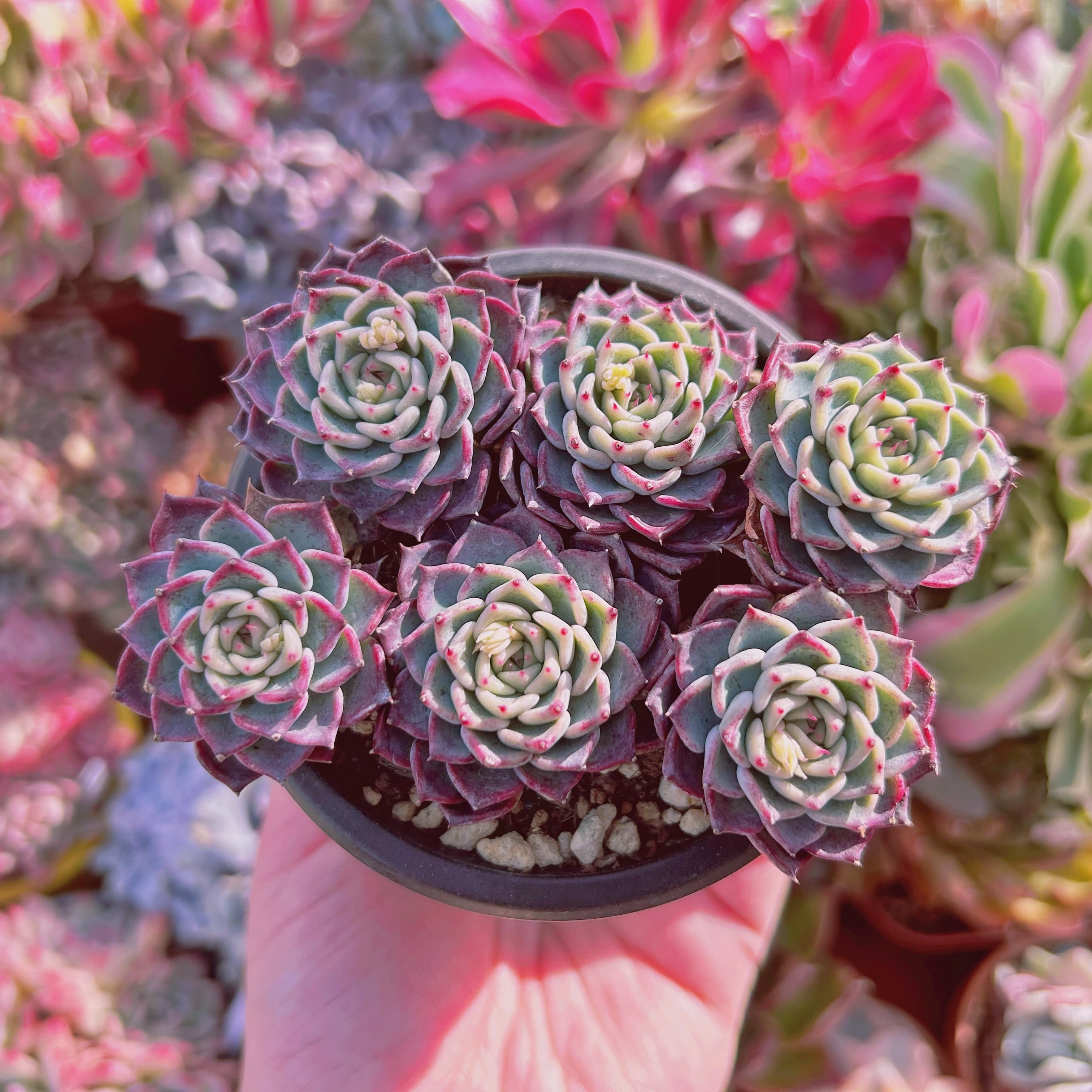 #529現物　多肉植物　沙羅姫牡丹　特大