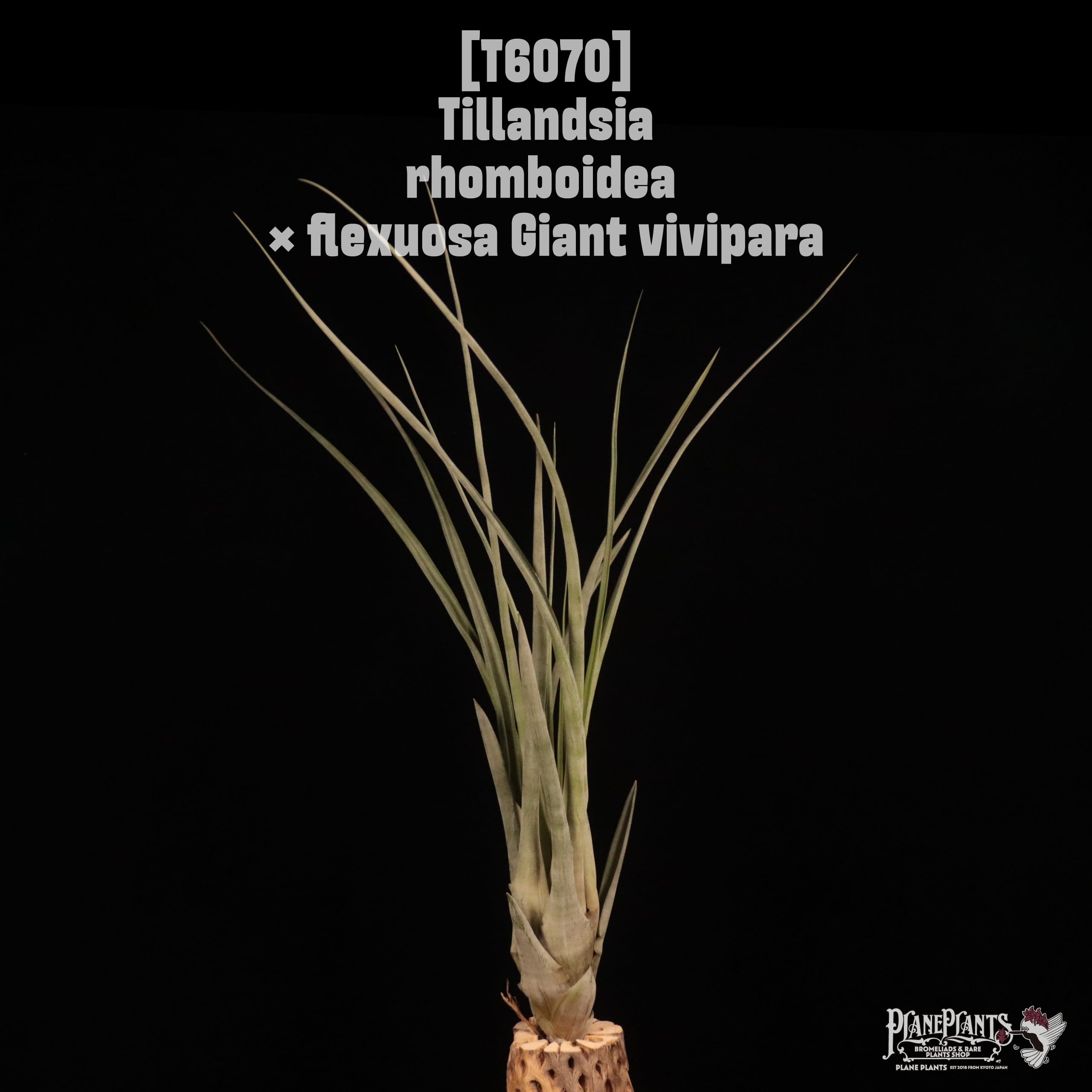 Tillandsia rhomboidea × flexuosa Giant vivipara〔ティランジア〕T6070