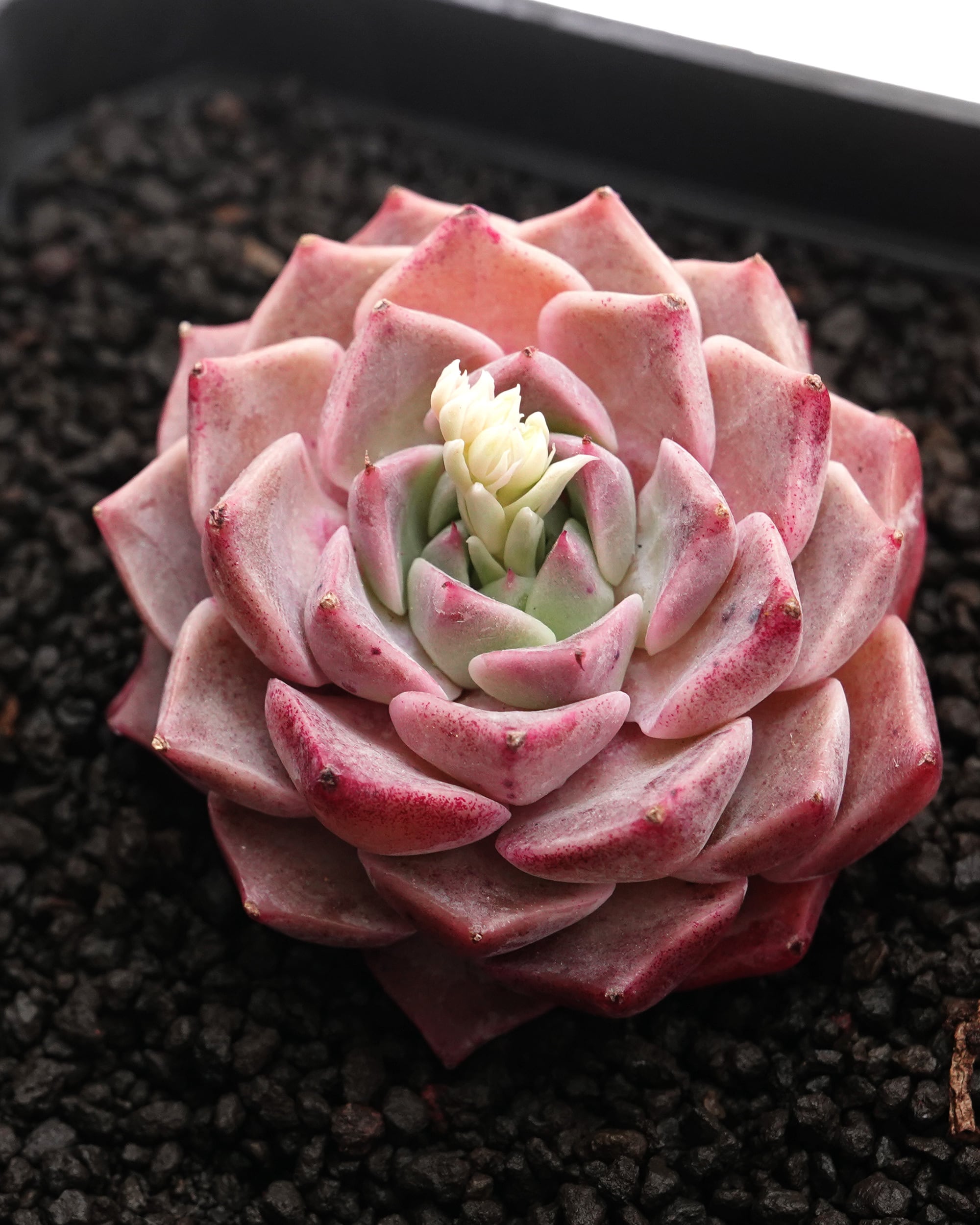 カット苗 ヒアリナ Echeveria hyalina | PUKUBOOK SUCCULENTS