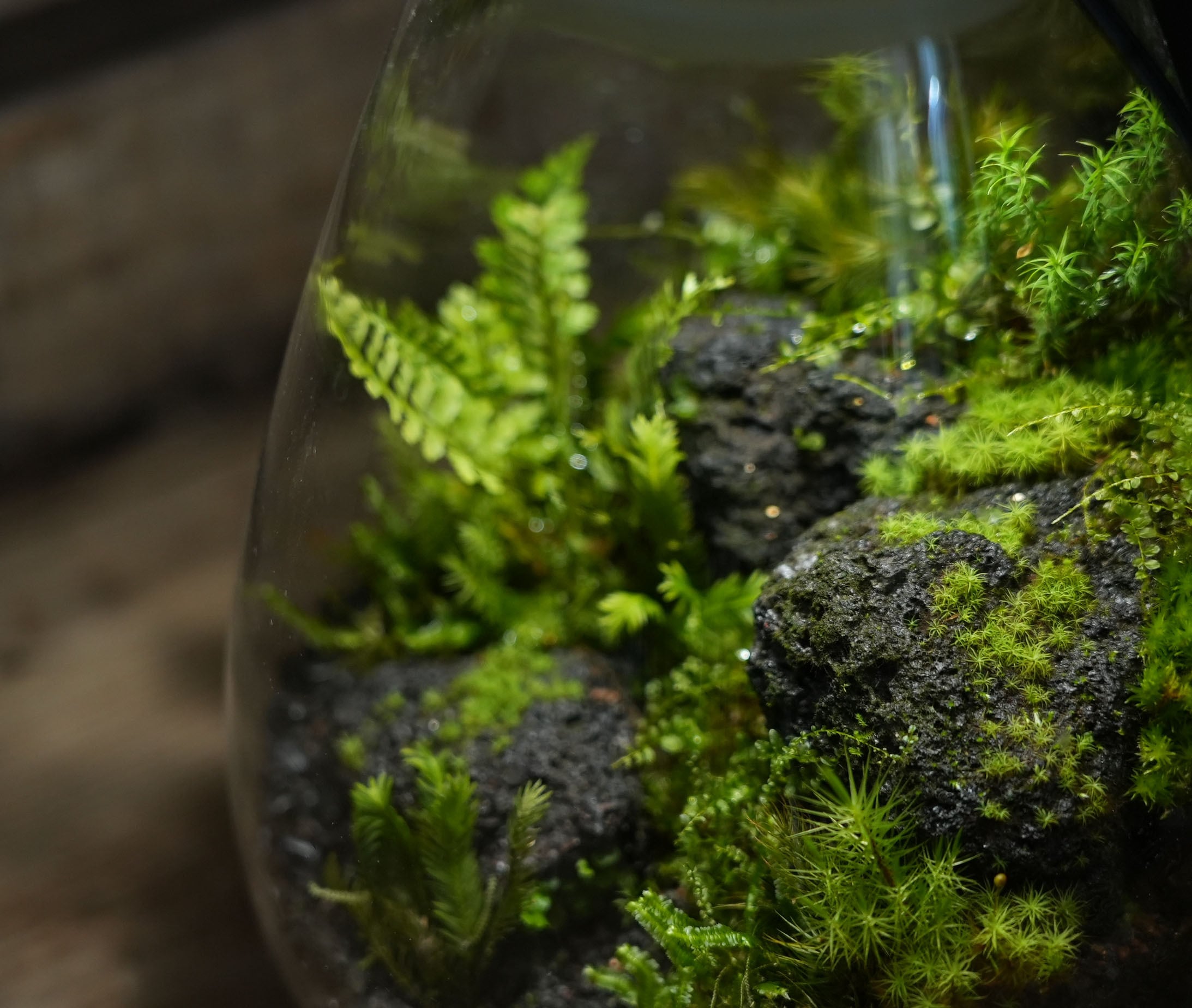 オーダー参考】苔むす溶岩石のある景色−Mosslight LED− | 苔