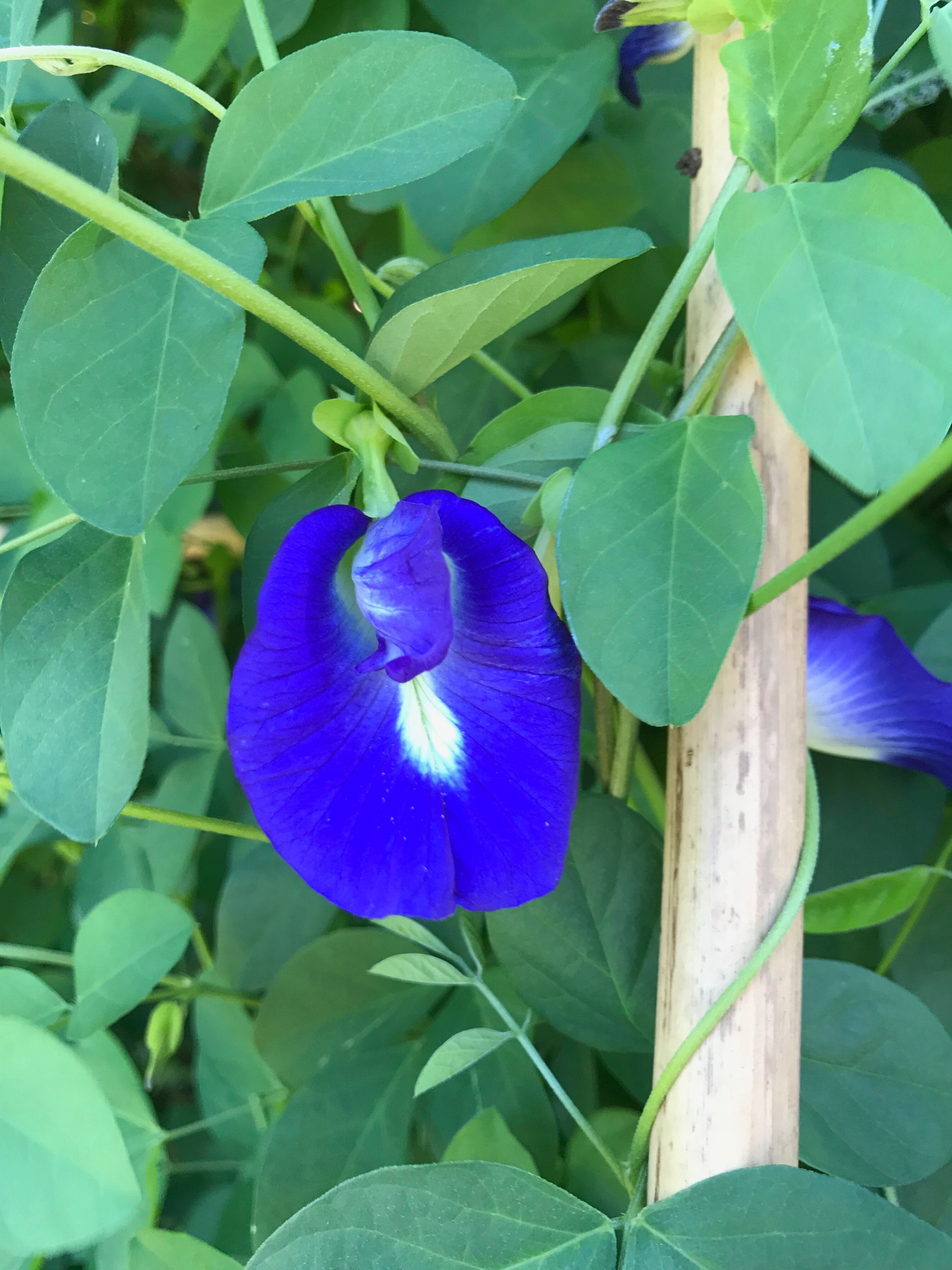 有機JAS認定「南の島恵みギフトセット」青い塩2個 青いお茶1袋セット