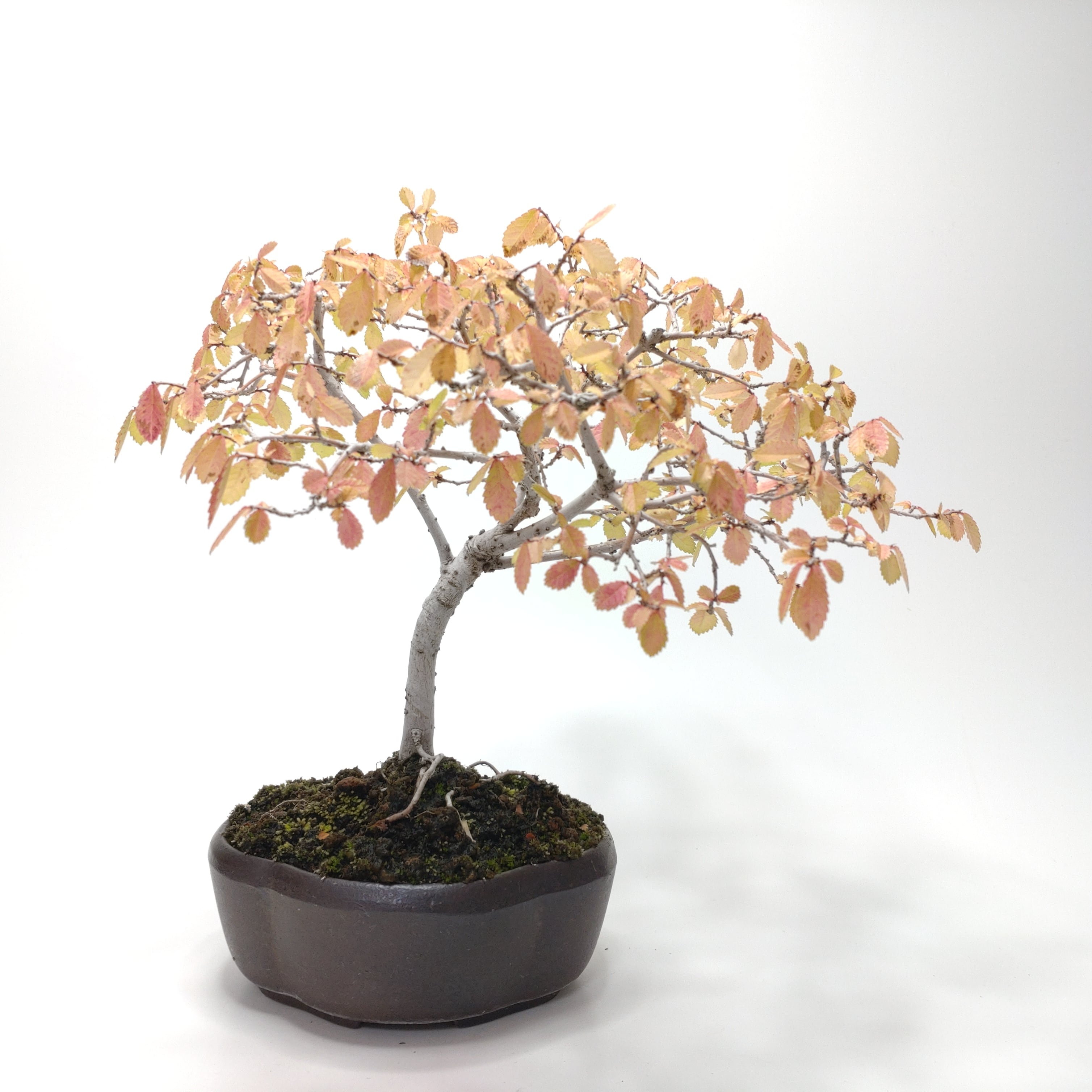 楡欅（ニレケヤキ）盆栽 SS013 | 盆栽創【Bonsaisou】