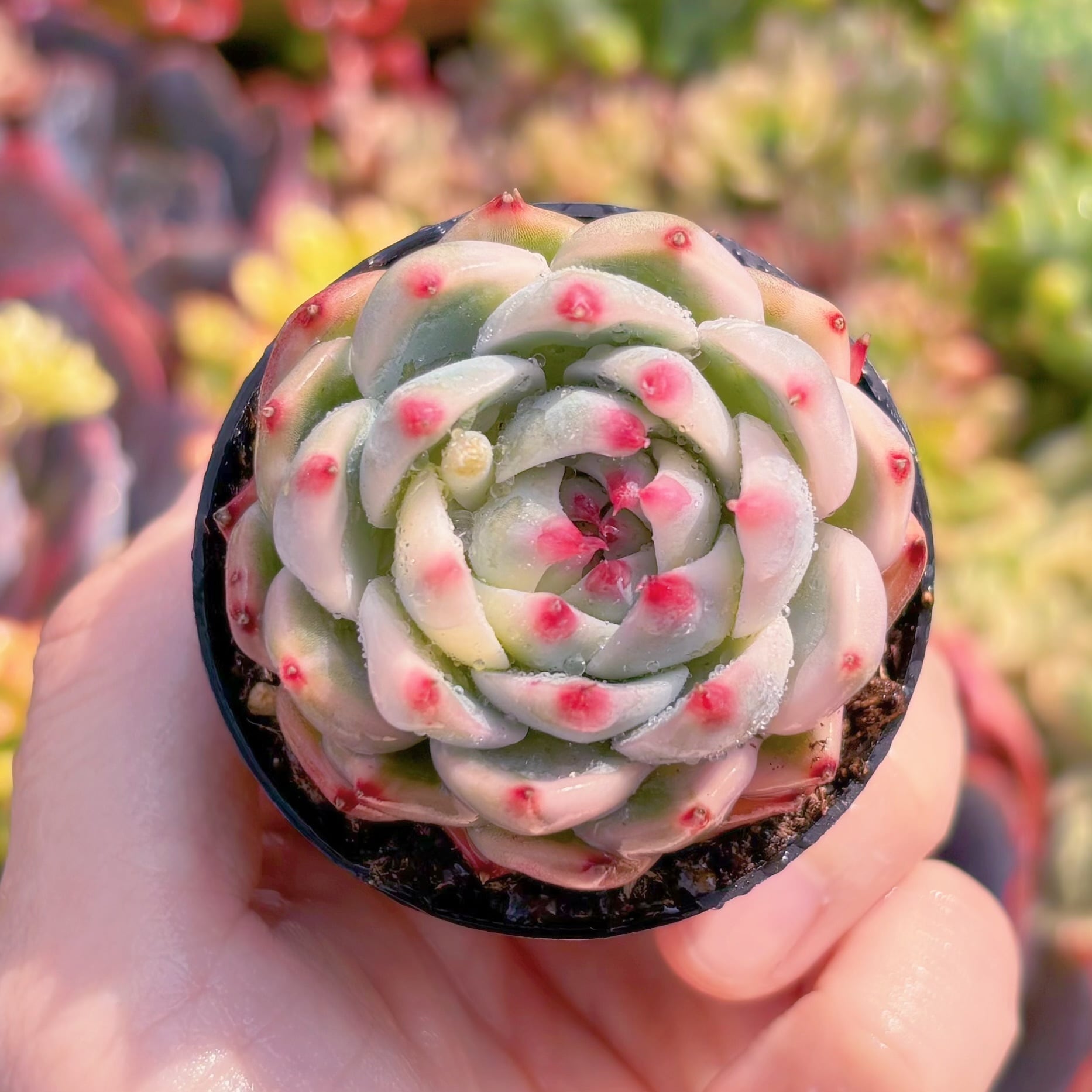 現品　チワワ錦#3015　るる農園