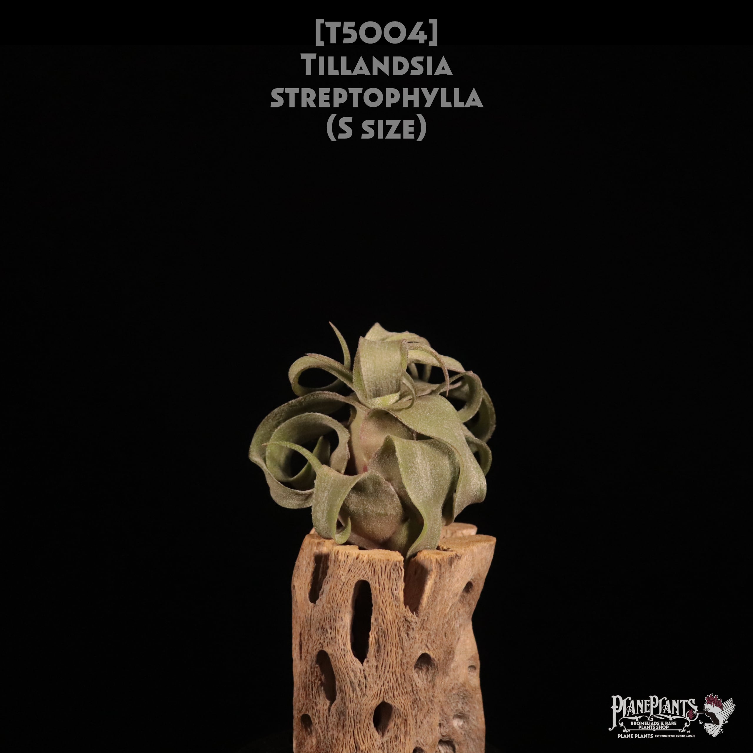【送料無料】streptophylla S〔エアプランツ〕現品発送T5004
