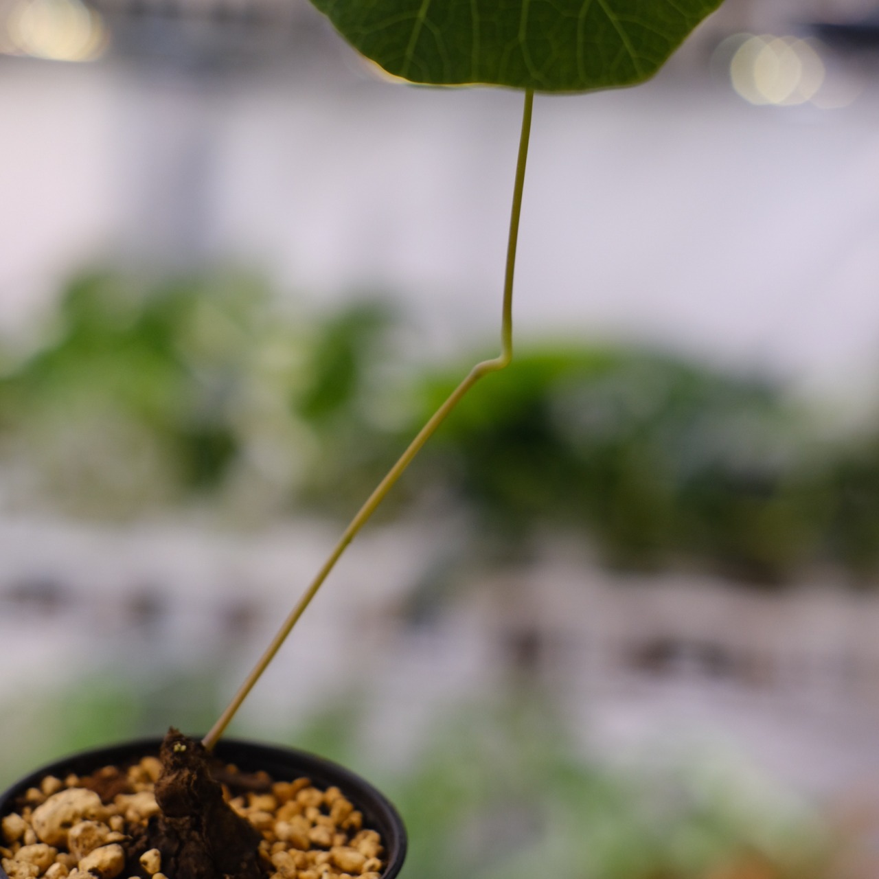 Stephania kaweesakii / ステファニア カウィーサキー⑤