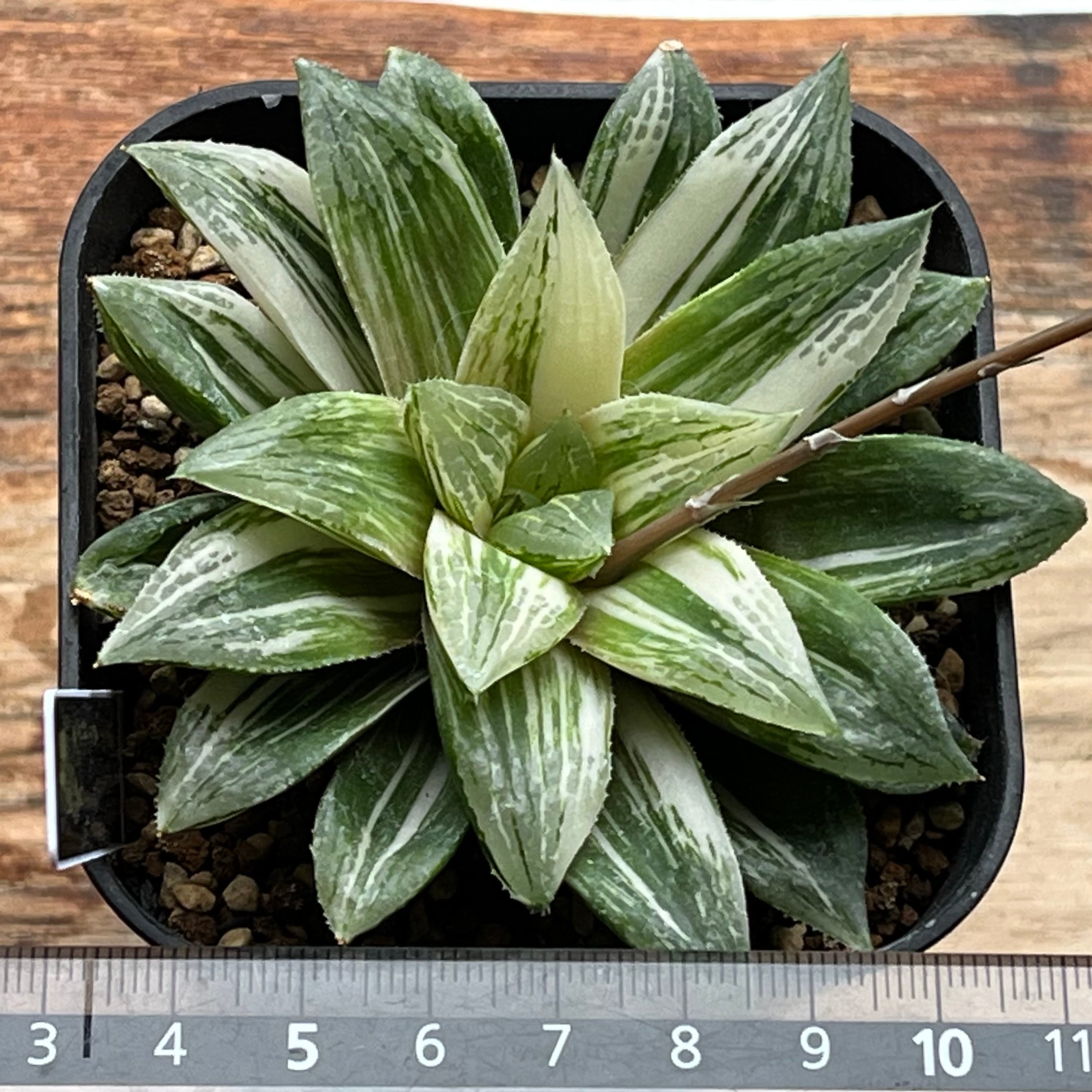 ハオルチア オブツーサ交配種錦 望 | mocono_plants