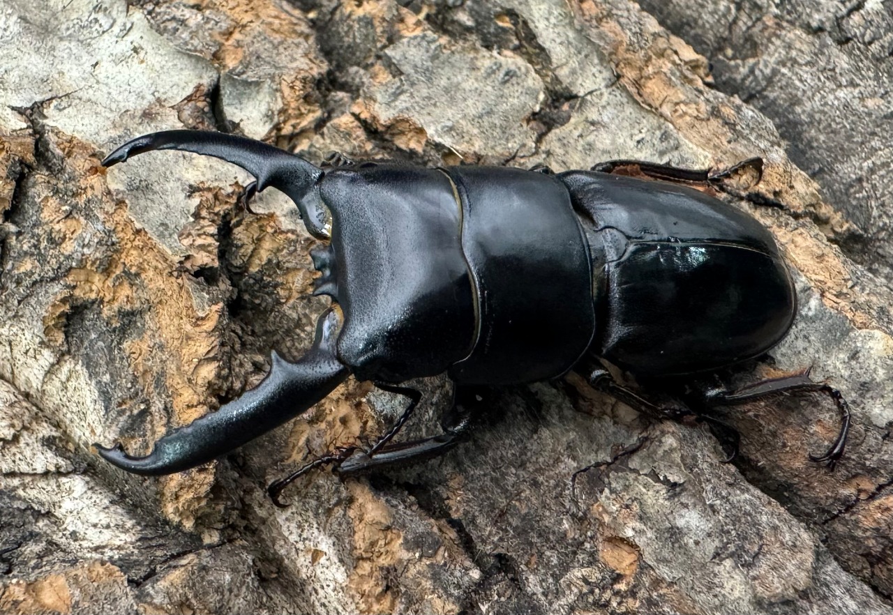 《ツシマヒラタクワガタ 51.5mm ♂単》
