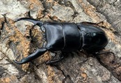 《ツシマヒラタクワガタ 51.5mm ♂単》