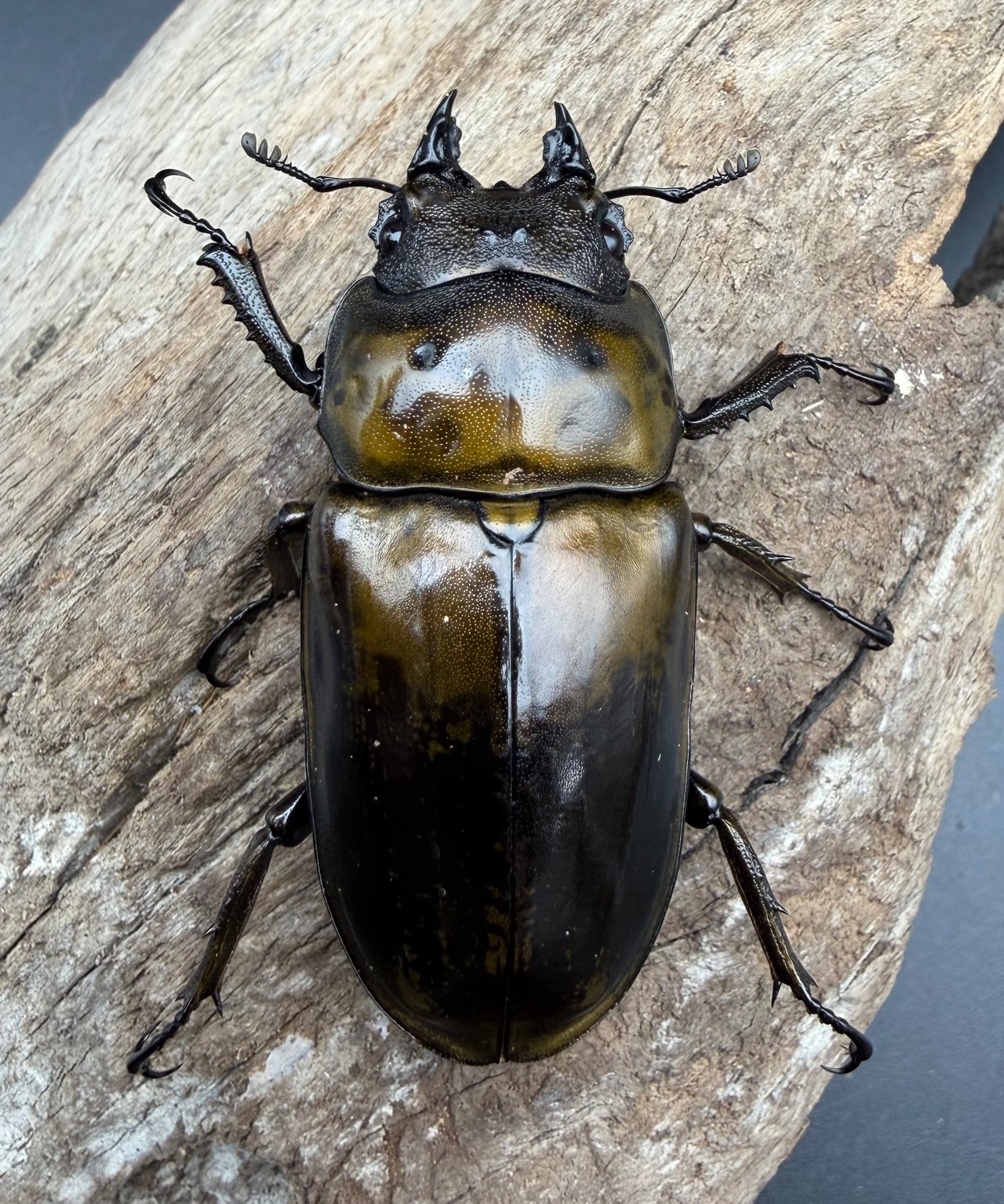 【F0】《ローゼンベルグオウゴンオニクワガタ 55.5mm ♀単》