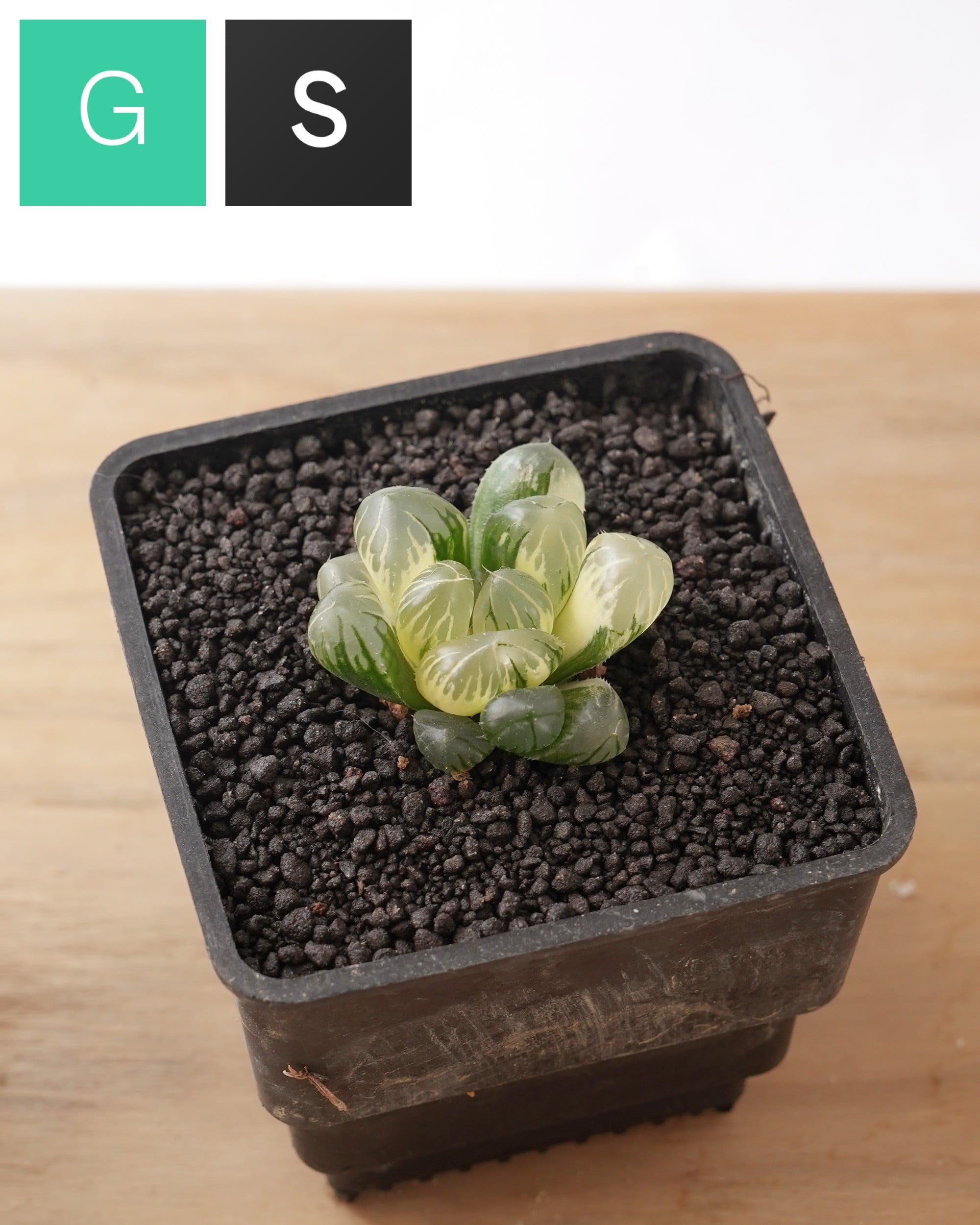 ハオルチア | PUKUBOOK SUCCULENTS