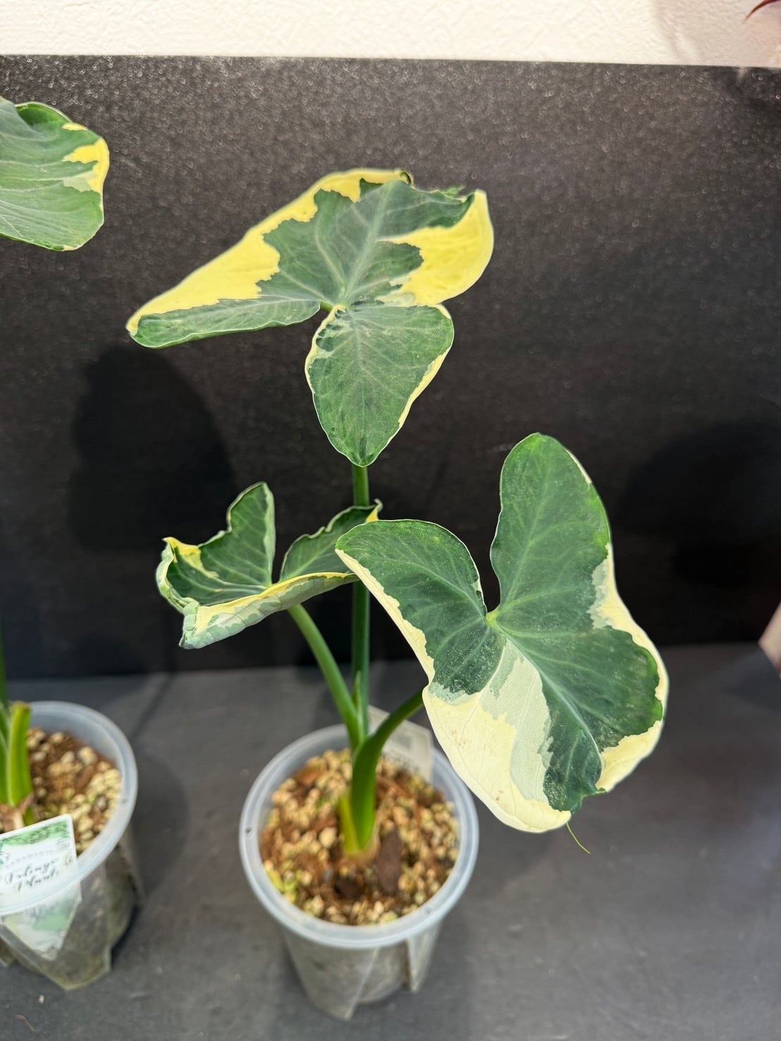やーまん太郎様　植物 キサントソーマ・ミッキーマウスタロ A 4号透明鉢 | 観葉植物と雑貨の
