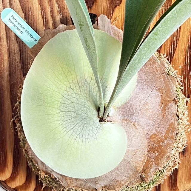 ビカクシダ ネザーランド 大サイズ 板付 【観葉植物 室内 コウモリラン】