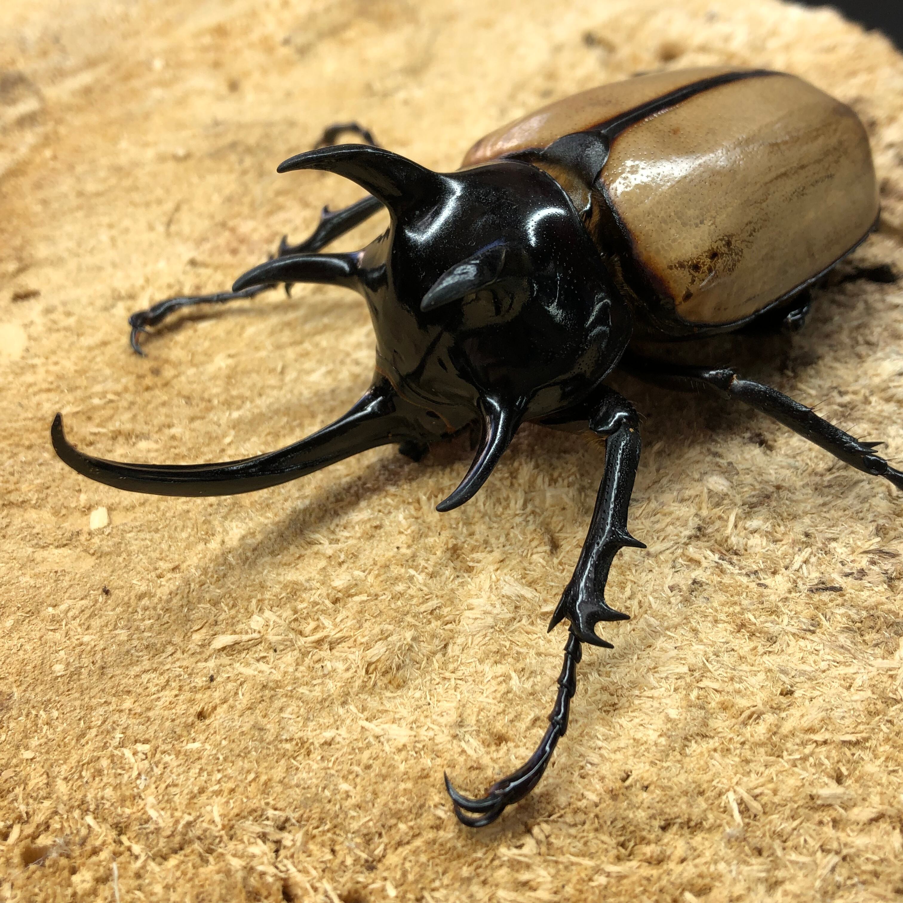 3/18当店入荷Wild】マンネルへイムカラカネヒナカブト♀単品 Sサイズ