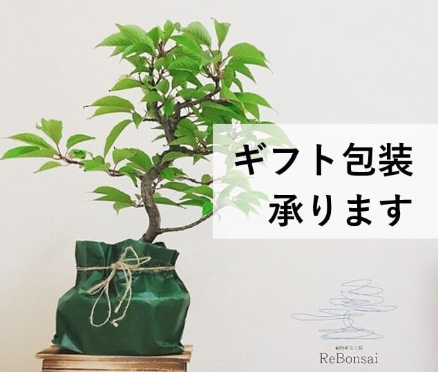 盆栽　山もみじ　寄せ植え 山もみじの寄せ植え 太幹 モダンの盆栽を販売｜盆栽妙 – 盆栽妙 本店