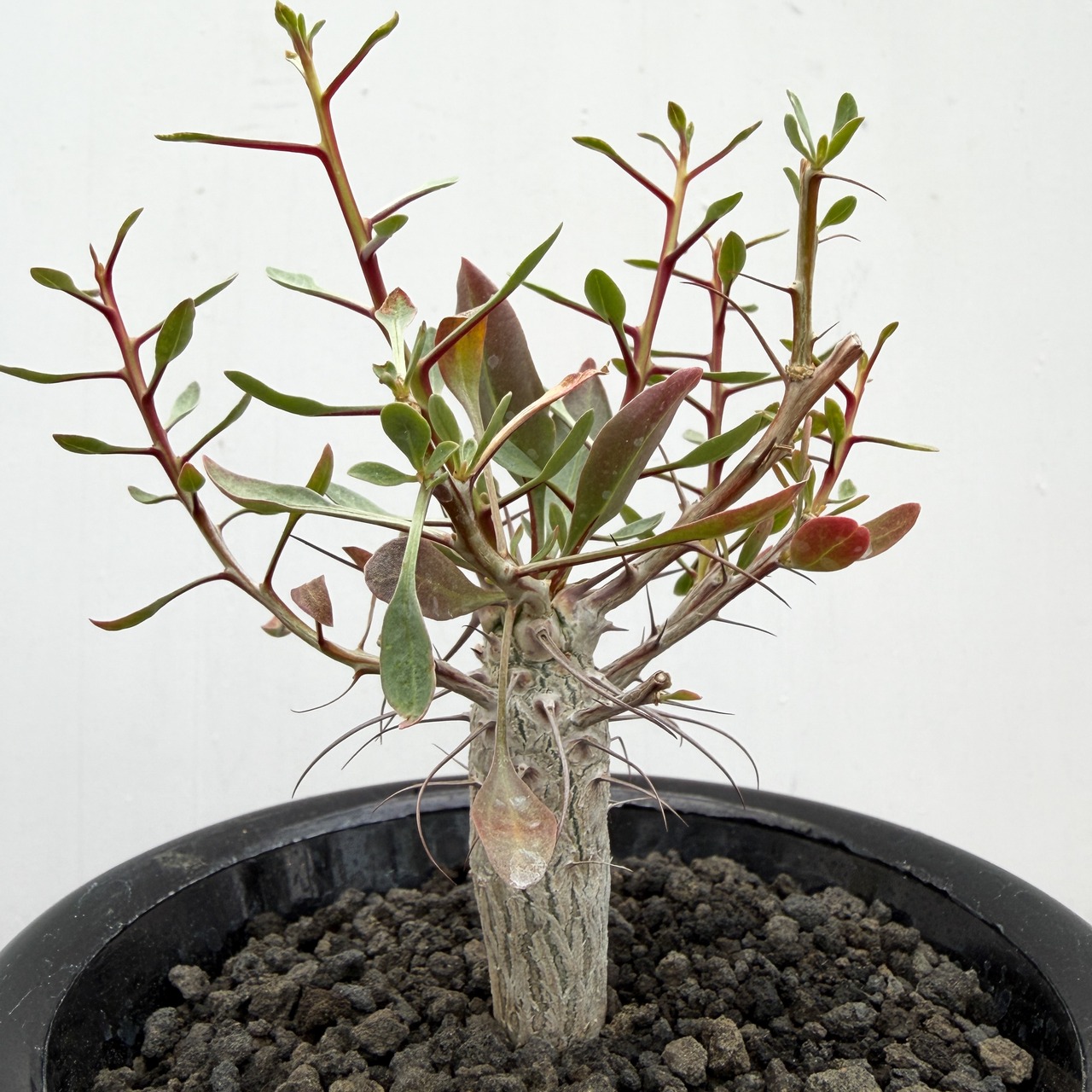 Fouquieria columnaris【フォークイエリア・コルムナリス・観峰玉・実生】