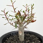 Fouquieria columnaris【フォークイエリア・コルムナリス・観峰玉・実生】