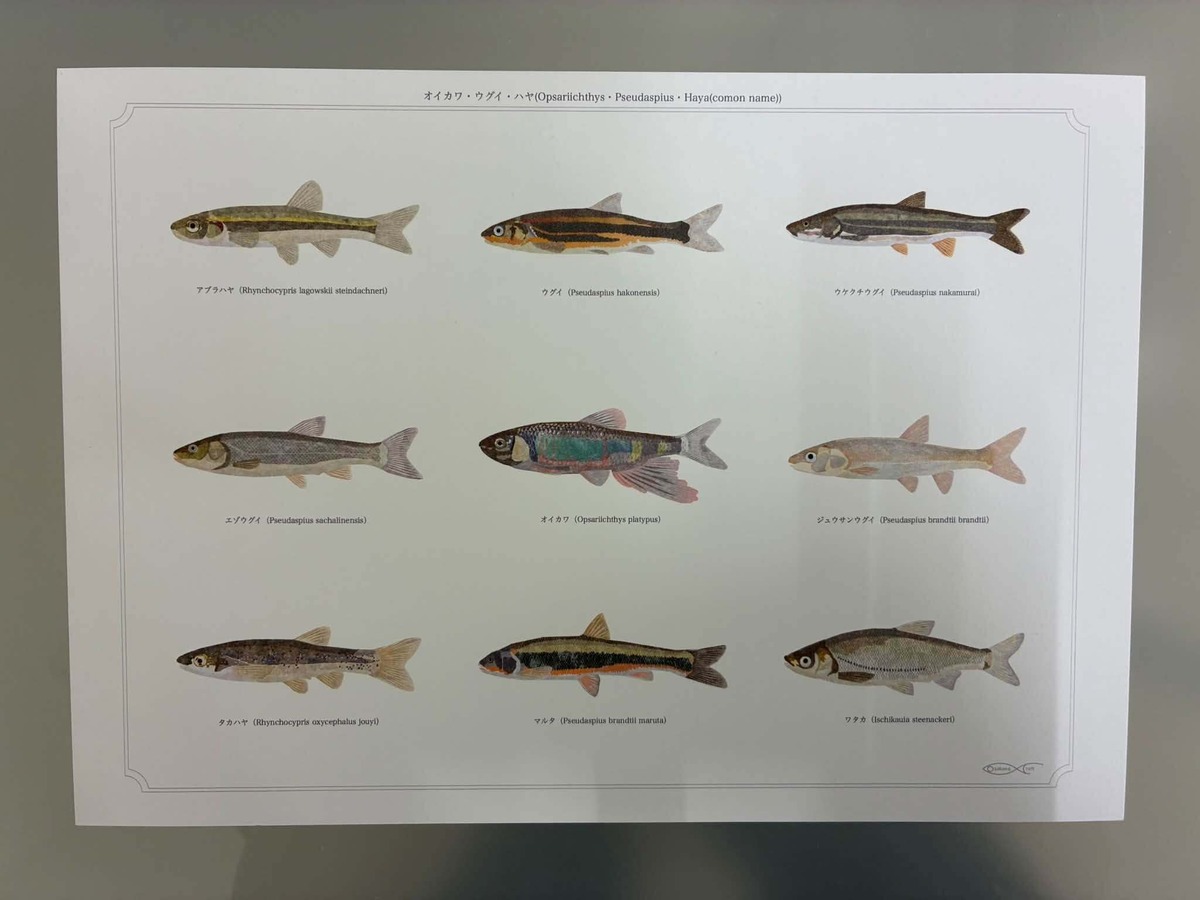 オイカワ・ウグイ・ハヤ(Opsariichthys・Pseudaspius・Haya(comon name)) A4 Poster ...