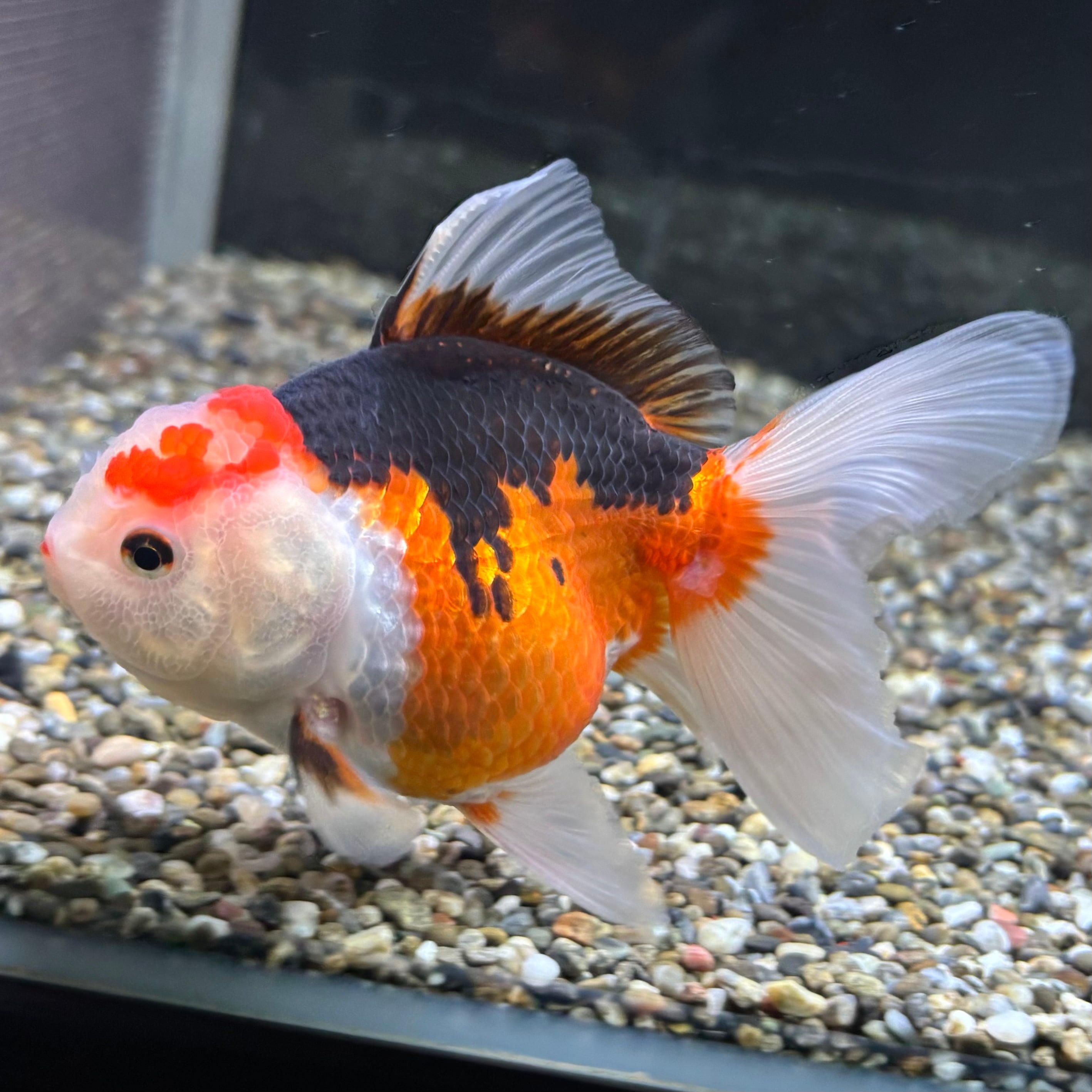 トリカラーオランダ 12cm