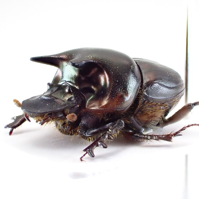 タイ産 Onthophagus seniculus ♂ 14mm