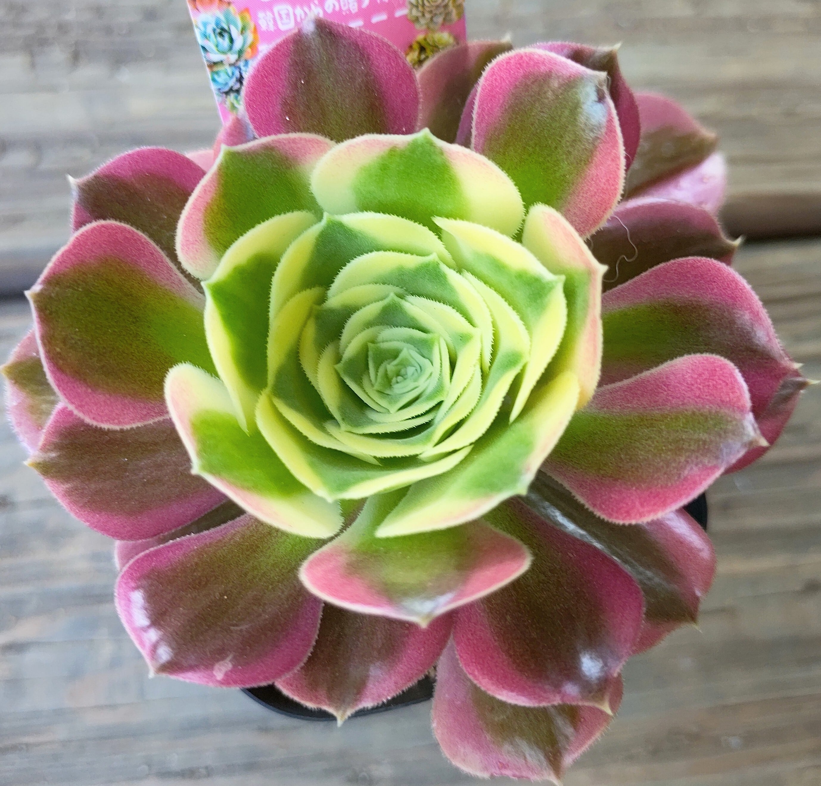 雨花石(アエオニウム) | RuPo 多肉植物専門店