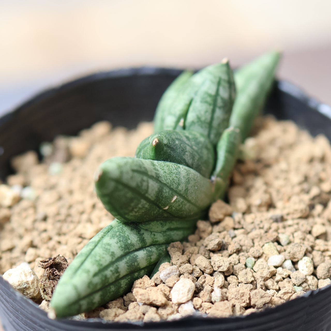 サンスベリア Sansevieria boncellensis mini v A サンスベリア