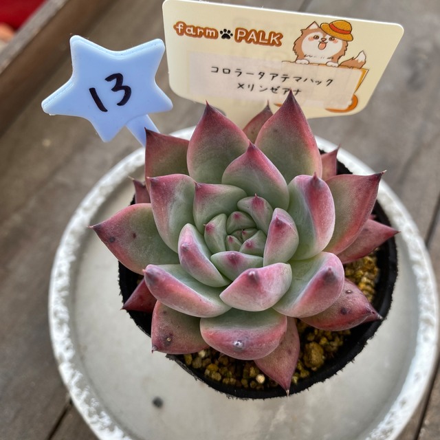 13..farmpalk交配種