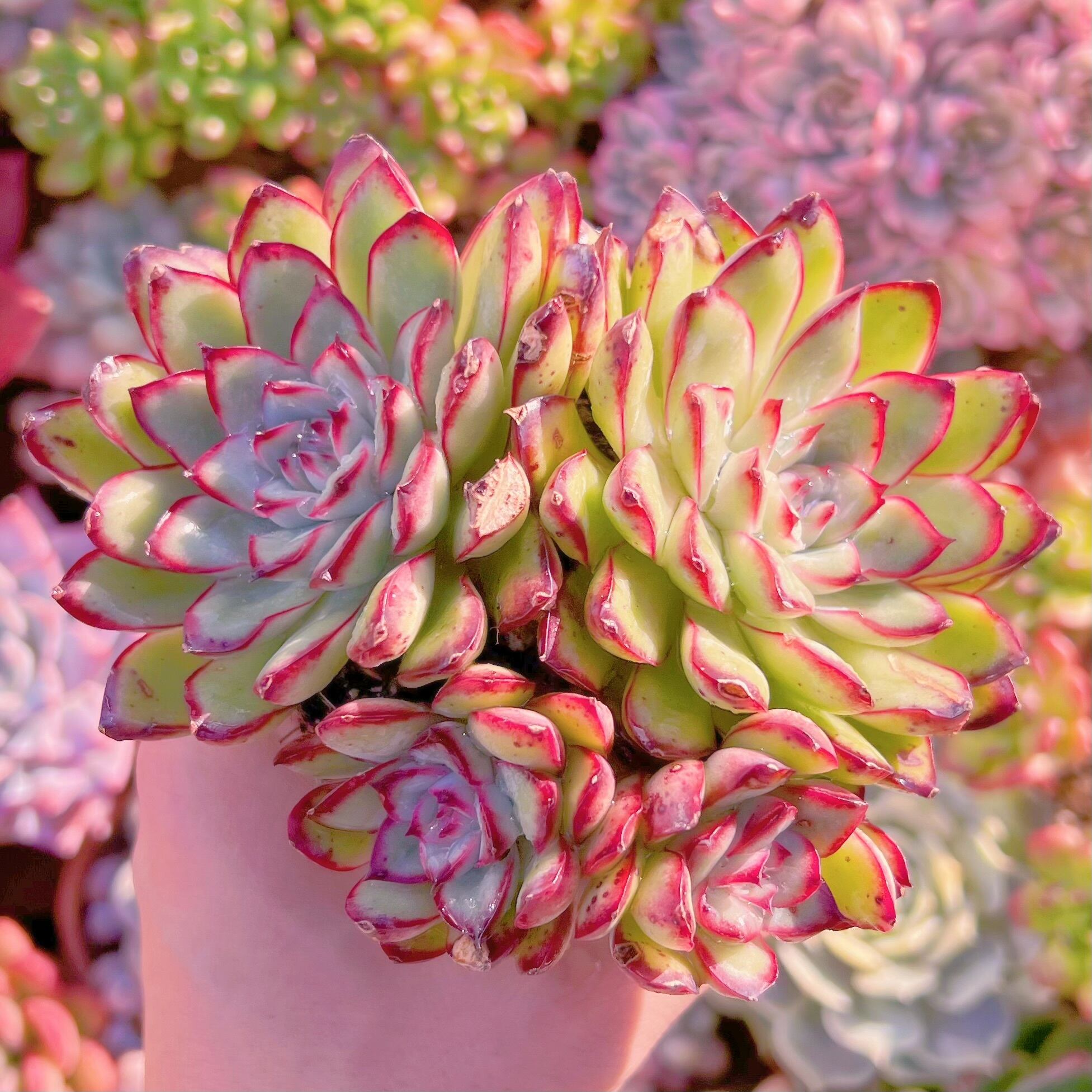 現品　メキシコプリトニス#799    群生　訳あり　るる農園