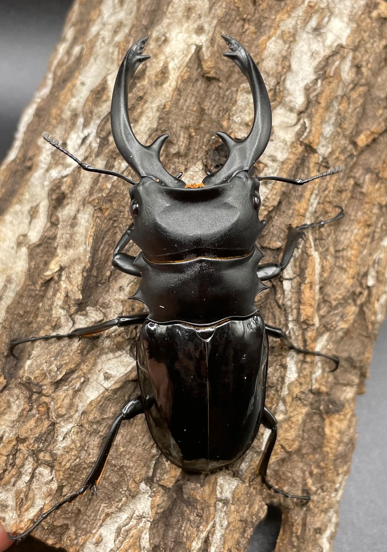 【WD】大型大歯《インターメディアツヤクワガタ 90mmUP ペア》