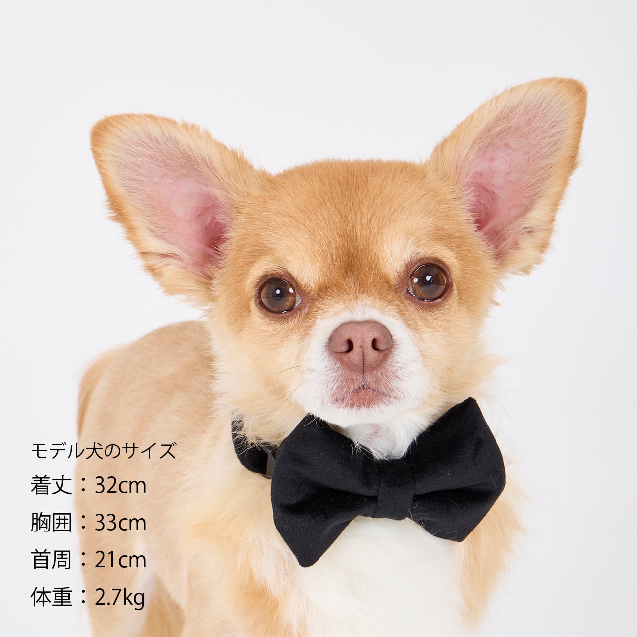 BOW TIE ボウタイ | MANDARINE BROTHERS マンダリンブラザーズ公式BASE