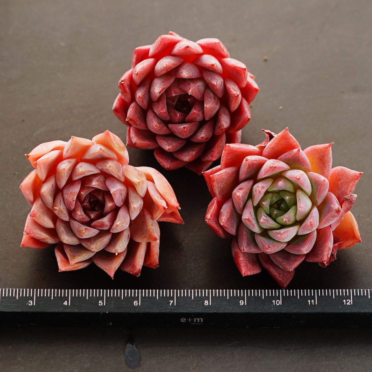 カット苗 ヒドゥンフレグランス Echeveria 'Hidden Fragrance'