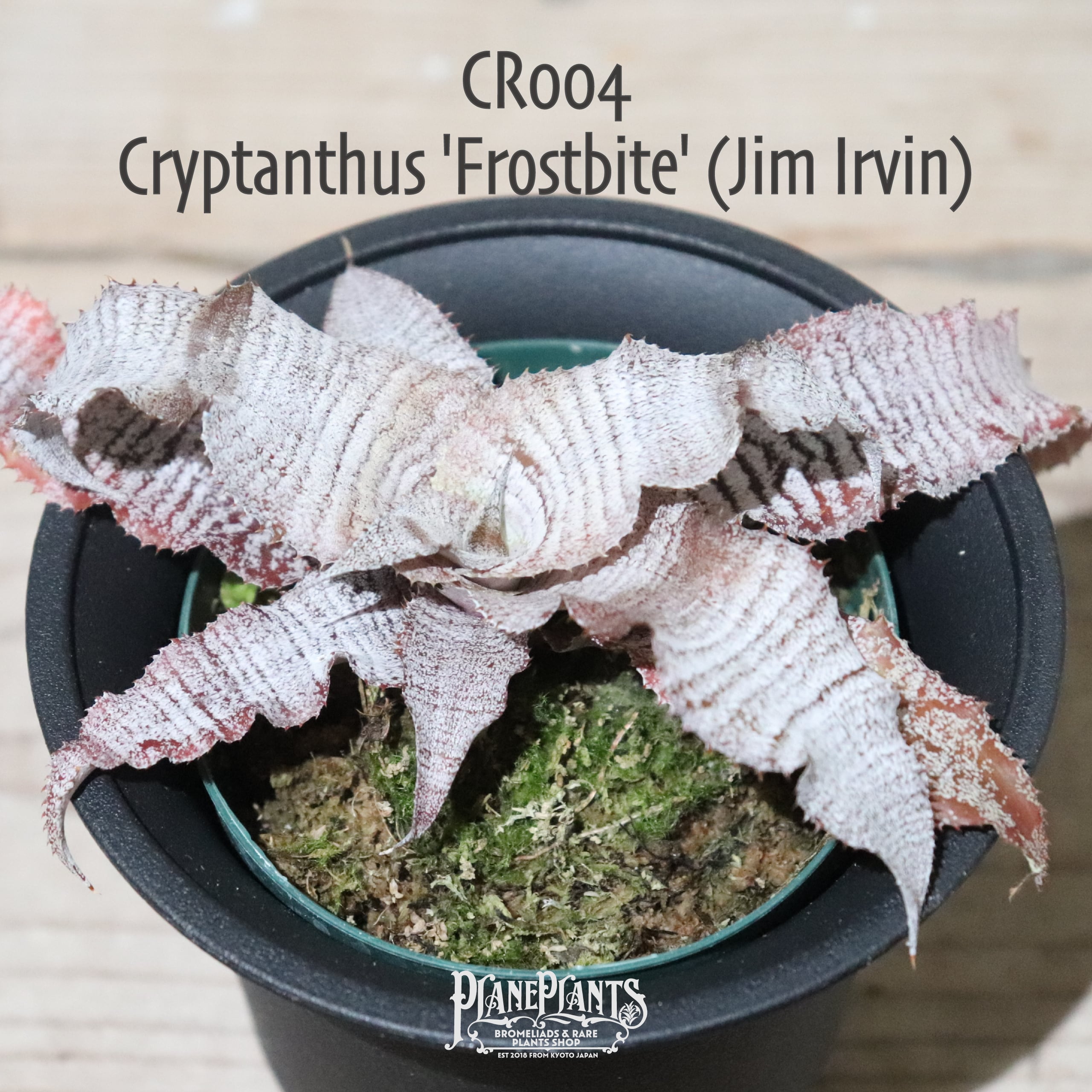 送料無料】Cryptanthus `Frostbite' (Jim Irvin)〔クリプタンサス