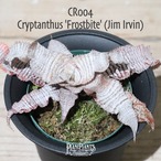 【送料無料】Cryptanthus `Frostbite' (Jim Irvin)〔クリプタンサス〕現品発送CR004