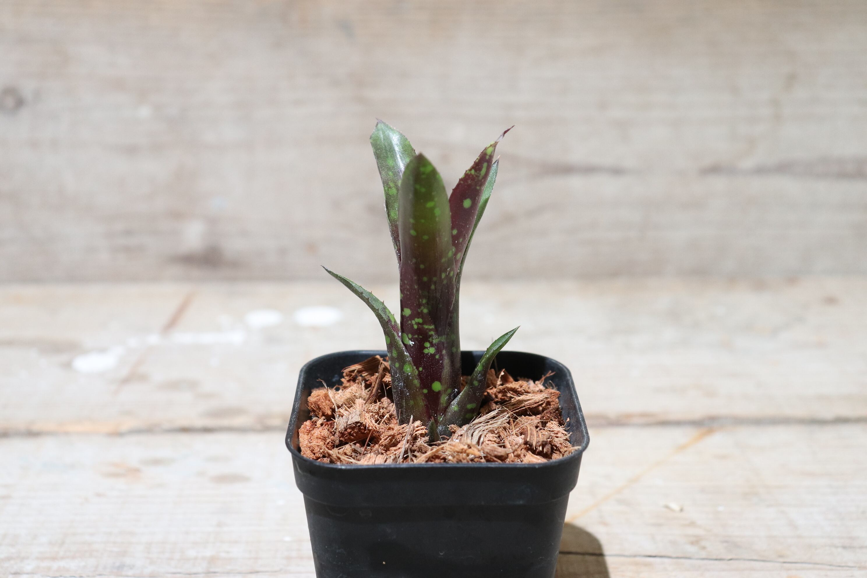 75bb7dc418acba4b17894743655443