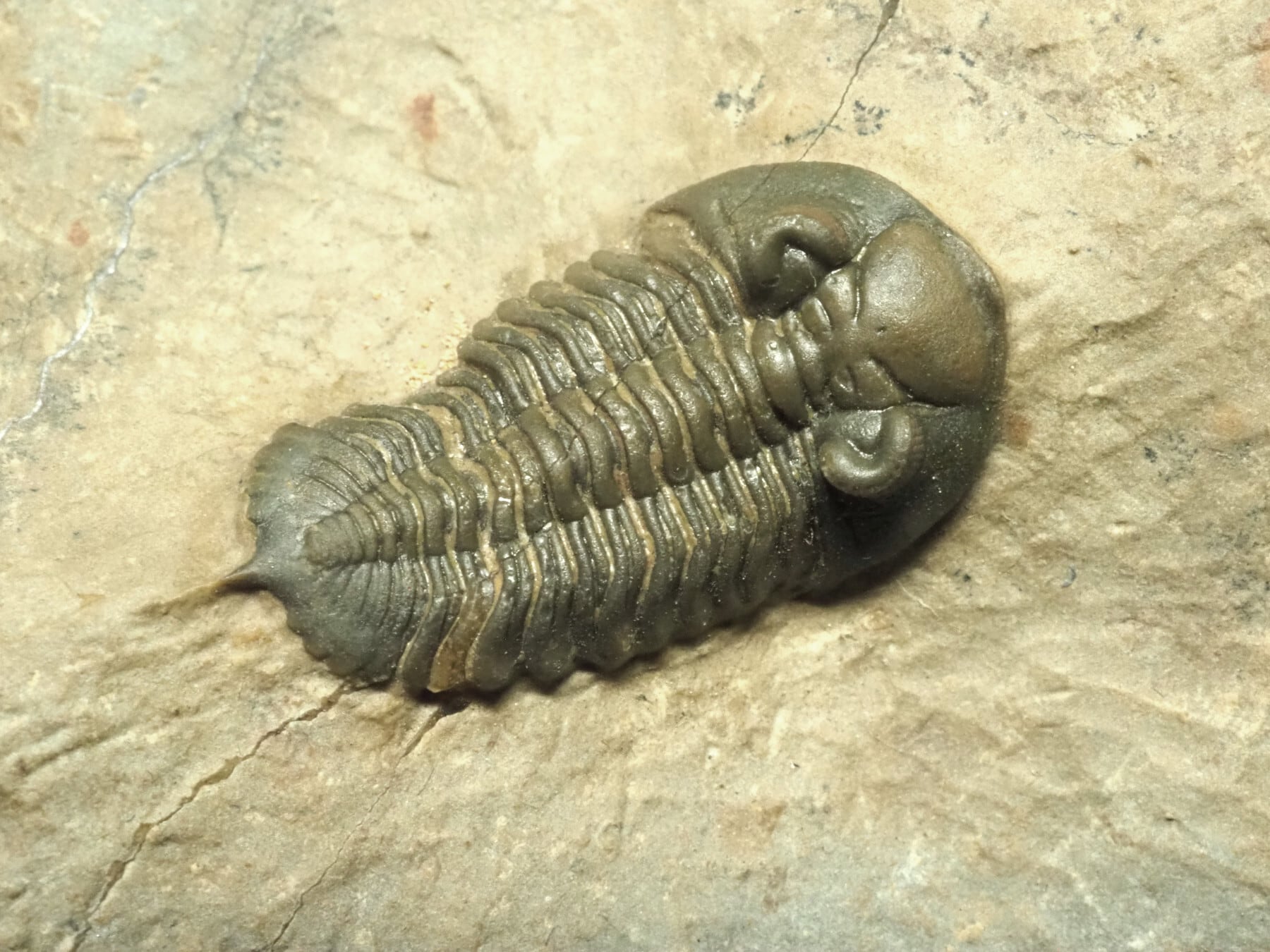 Trilobites / 三葉虫 | 化石・隕石・鉱物の販売 JURASSIC