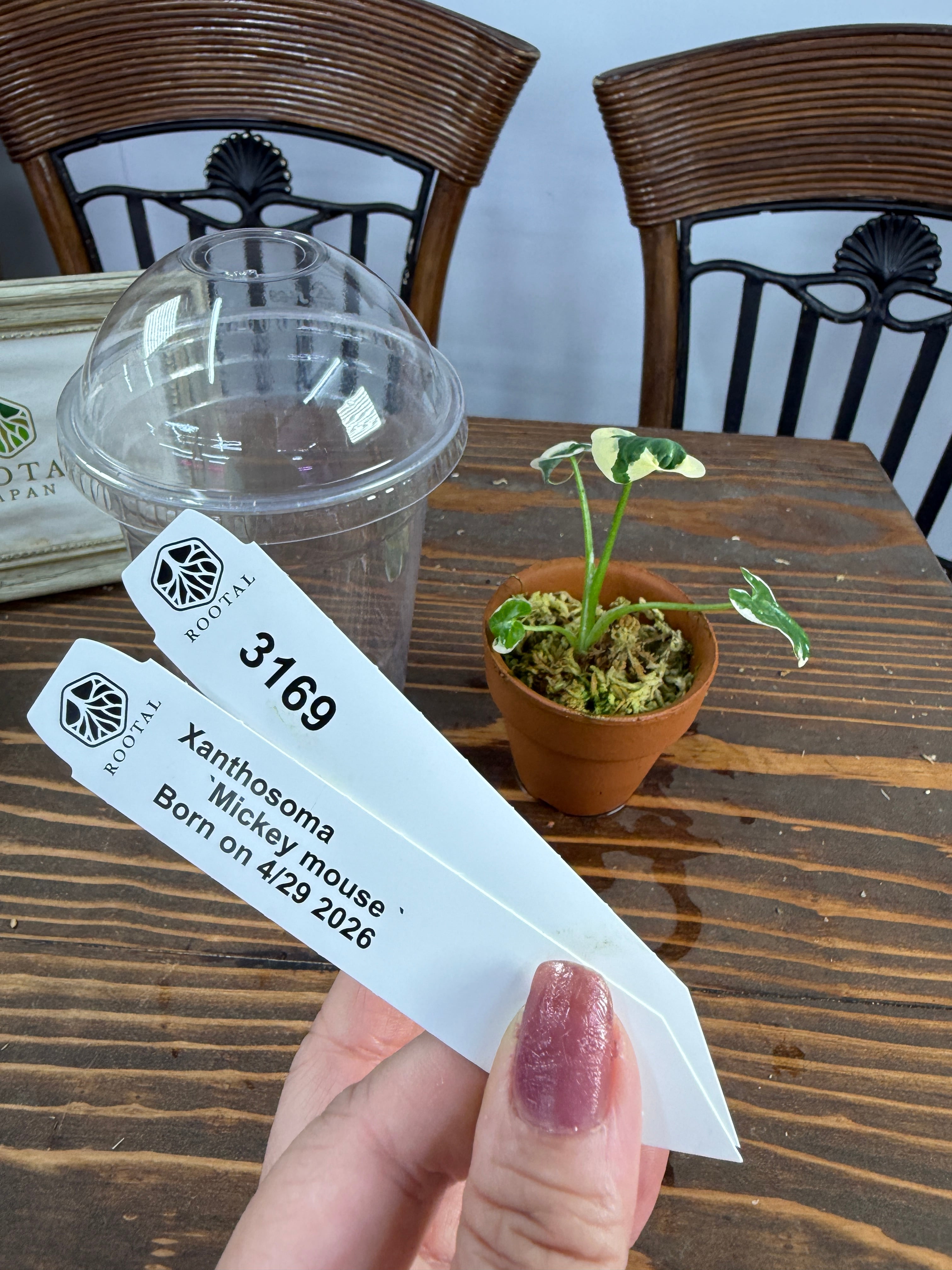 観葉植物いろいろ | ROOTALPLANTS