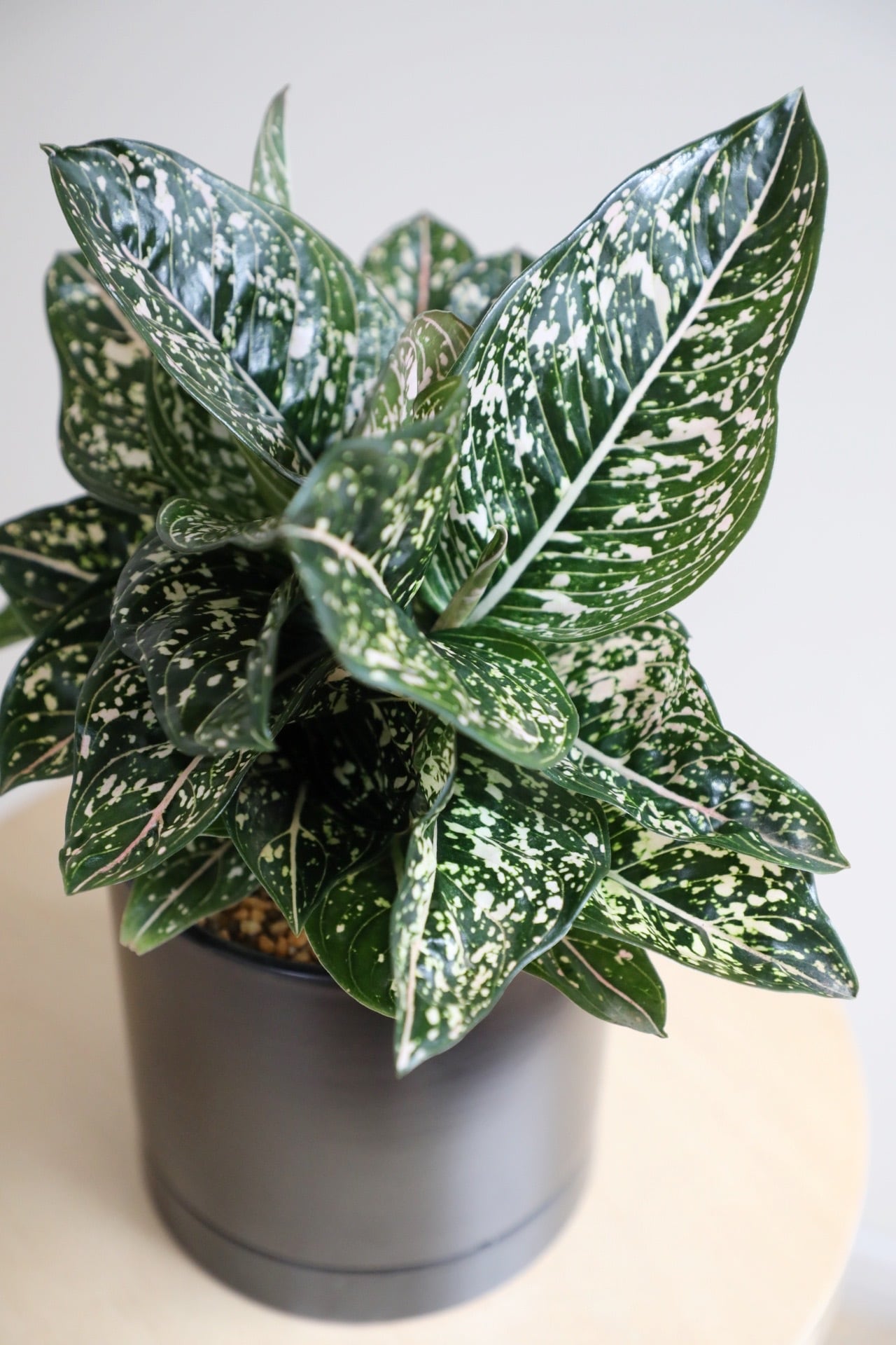 M】アグラオネマ トムズプライド/Aglaonema | 【厳選植物・器】MIDORI