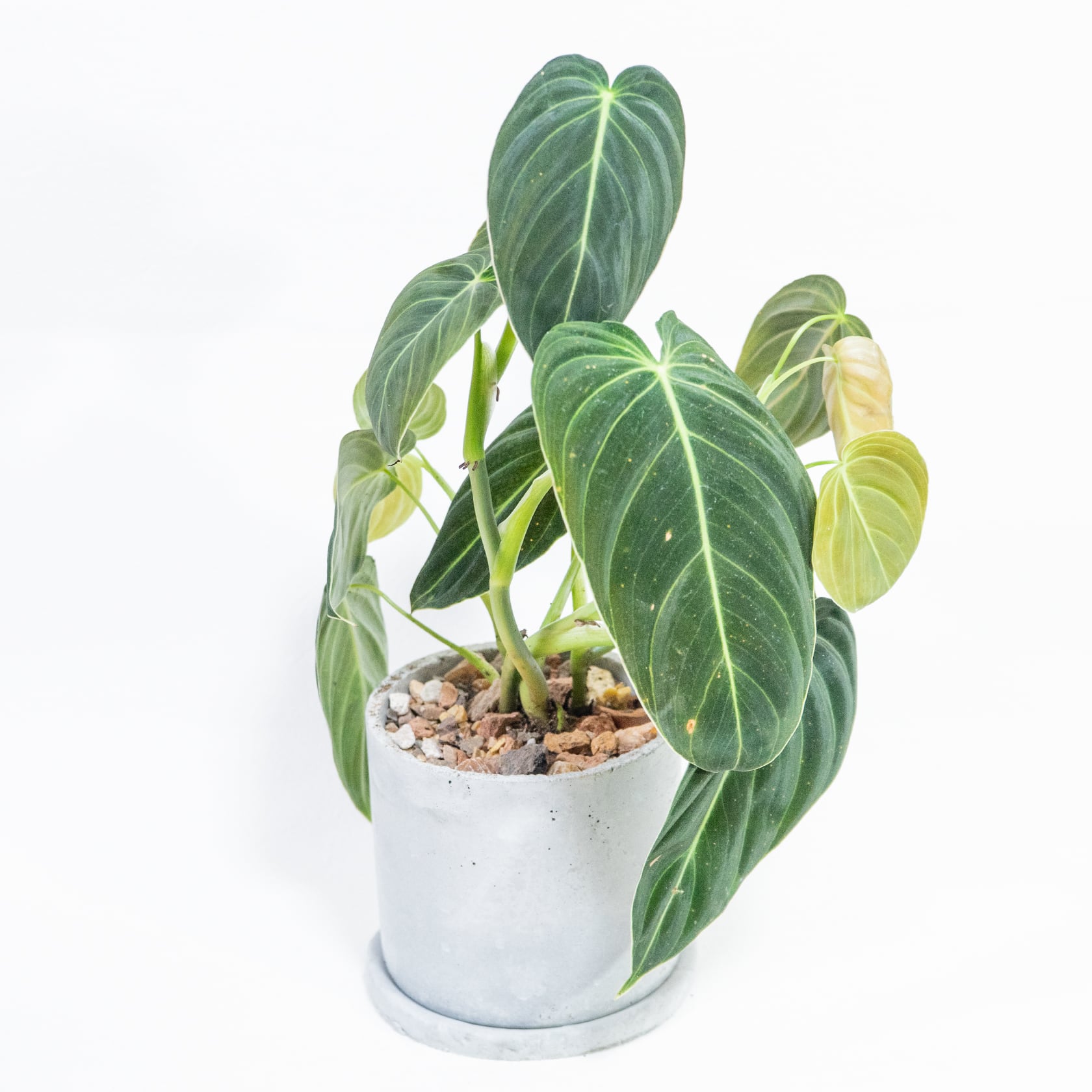 フィロデンドロン・ビロードカズラ 深い緑のベルベット葉が空間を彩るモルタル鉢仕立て