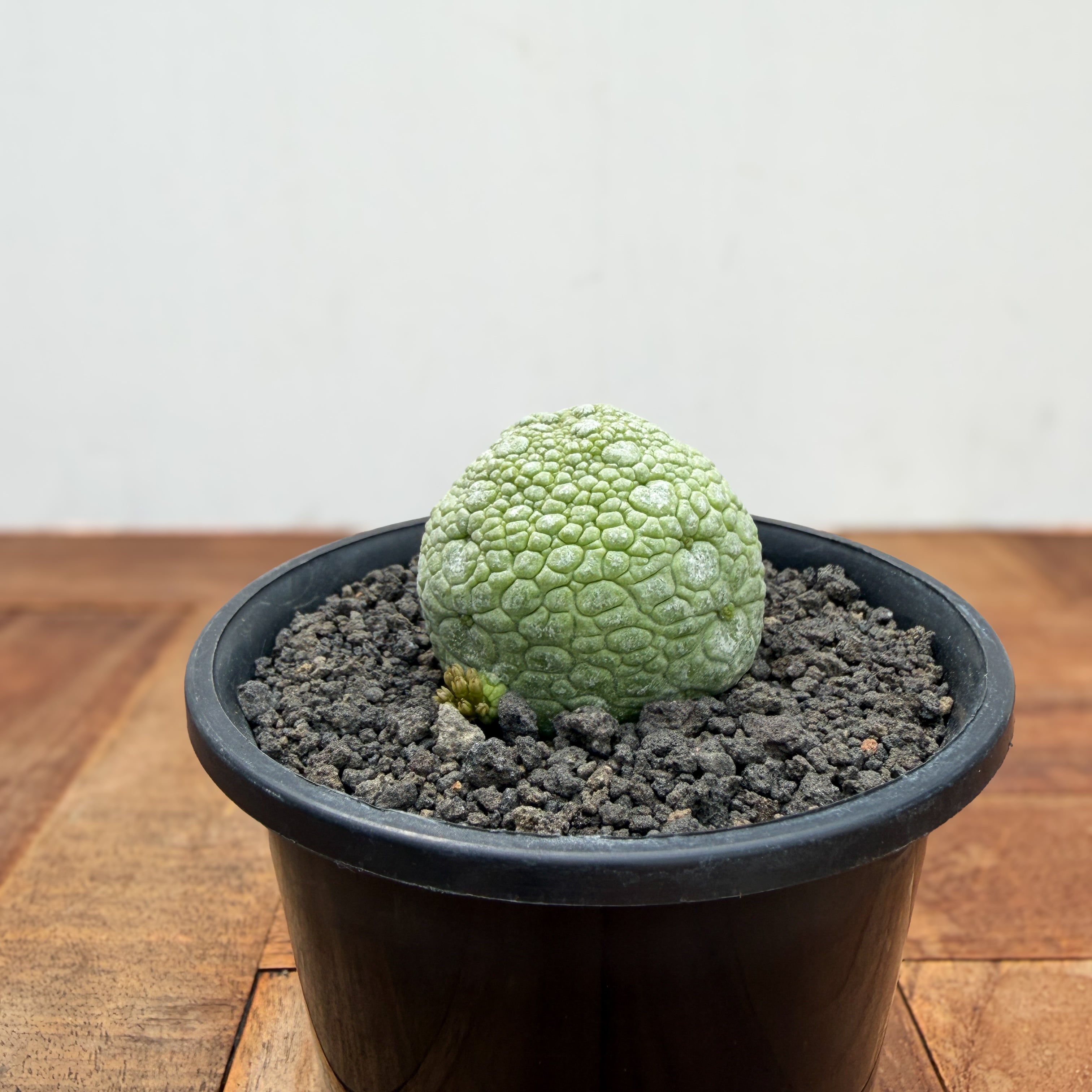 Pseudolithos migiurtinus 【プセウドリトス・ミギウルティヌス・実生