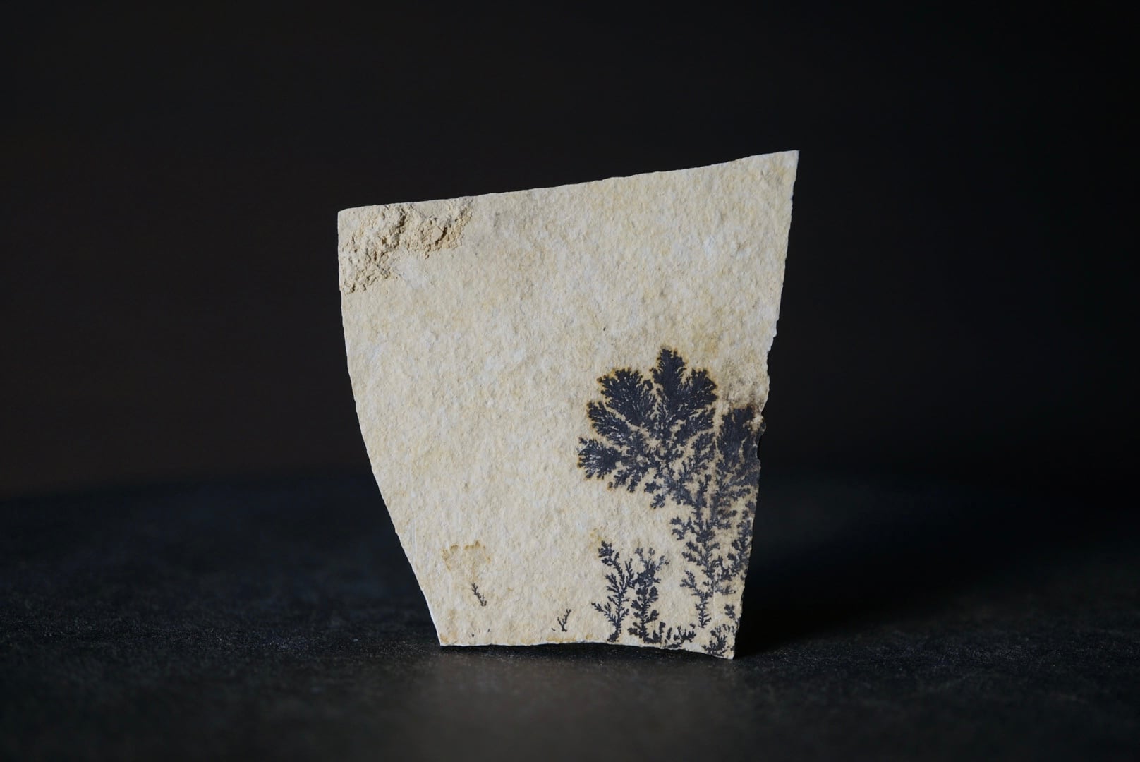 dendrite | 叙景 jokei