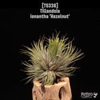 【送料無料】ionantha 'Hazelnut' Clump〔エアプランツ〕現品発送T5336