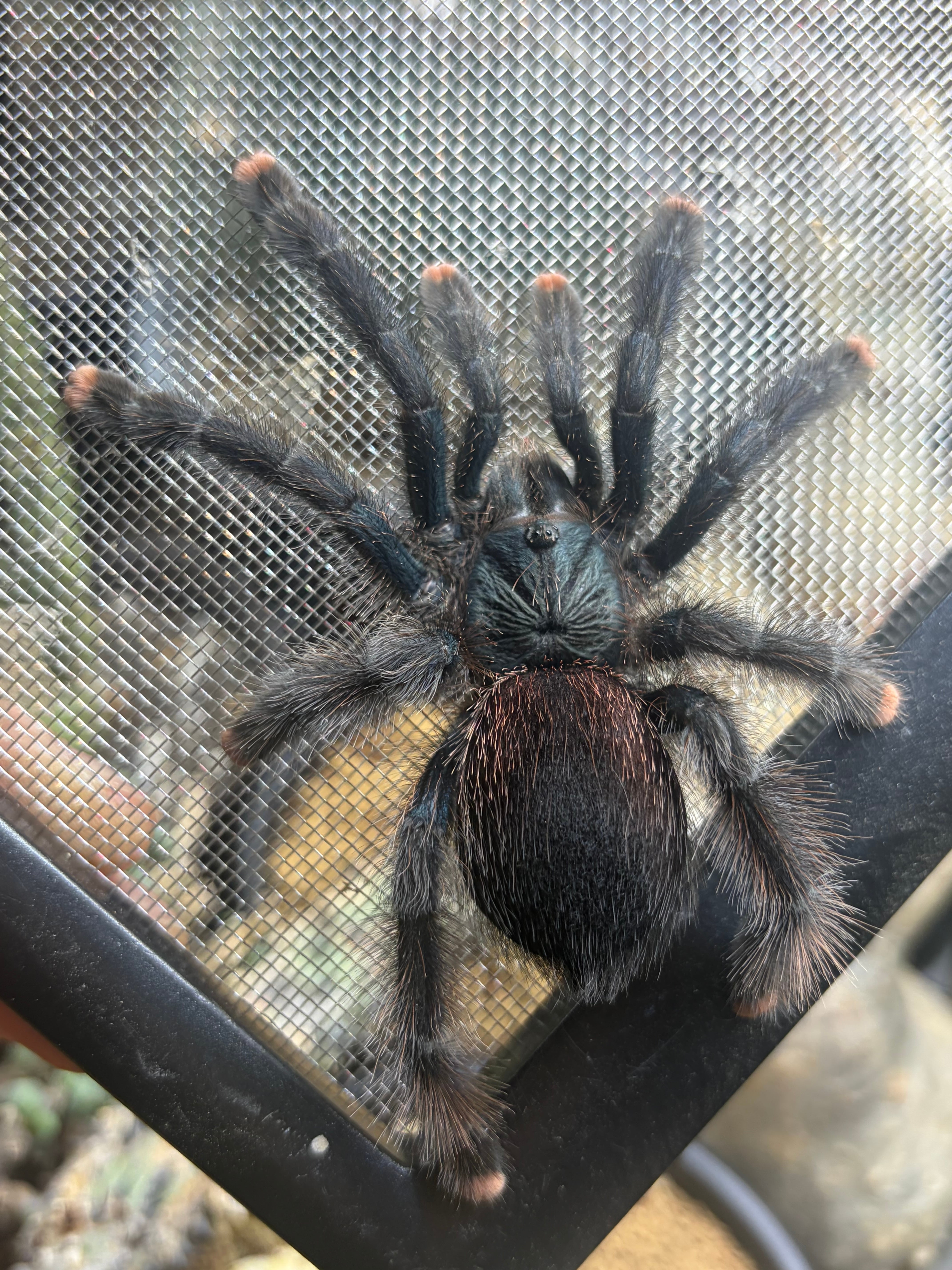 Avicularia | オモニキチュウ