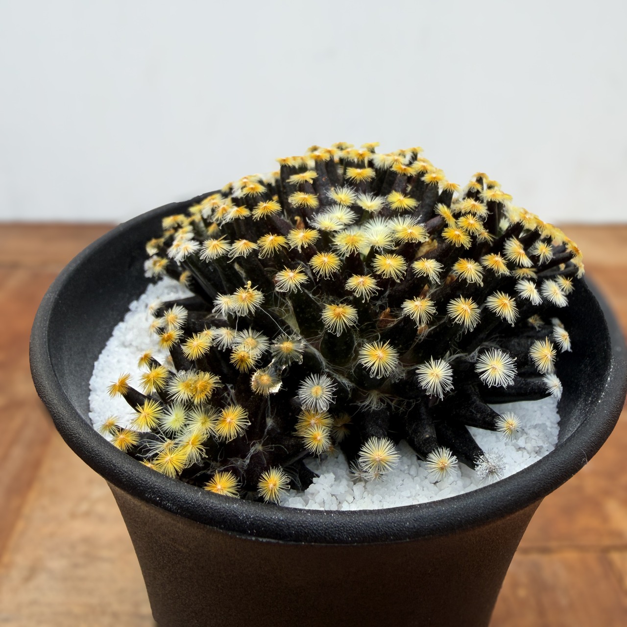 Mammillaria schiedeana【マミラリア・黒肌明星】