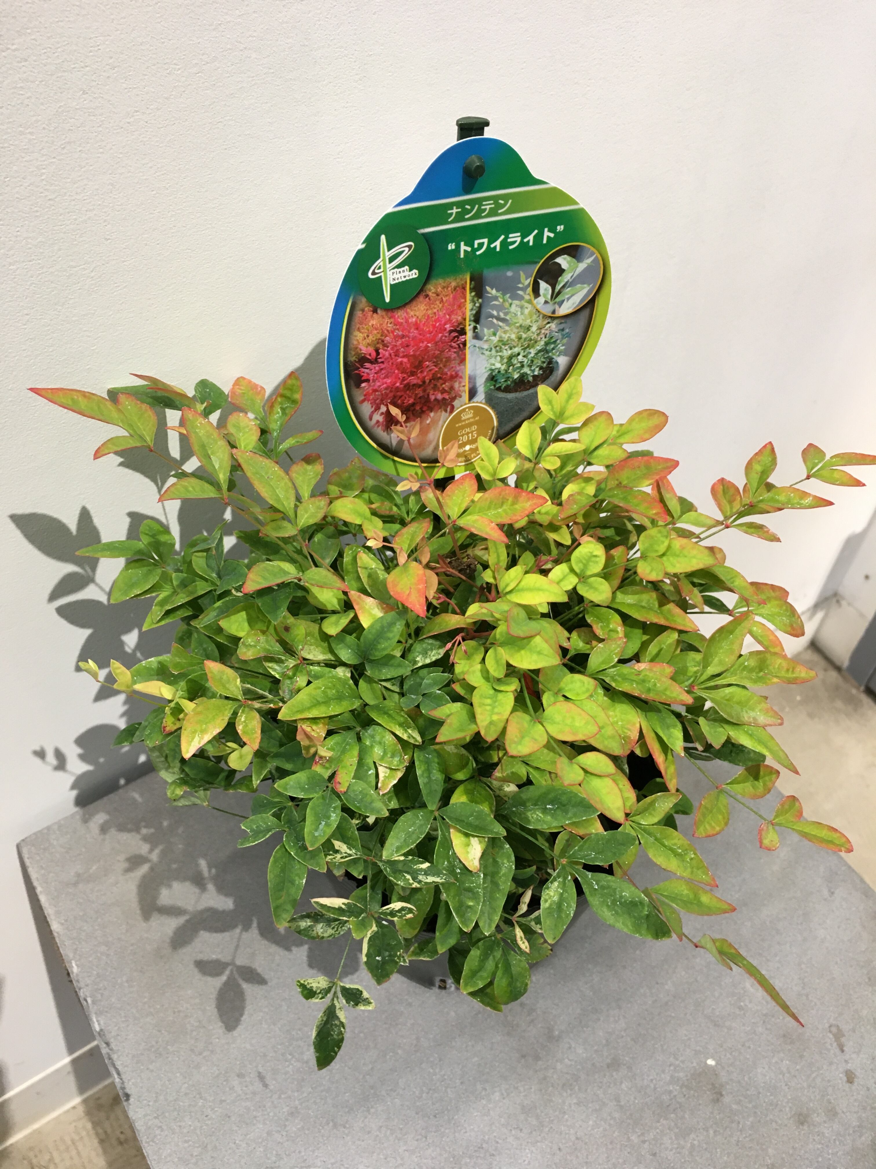 ナンテン トワイライト Protoleaf プロトリーフ